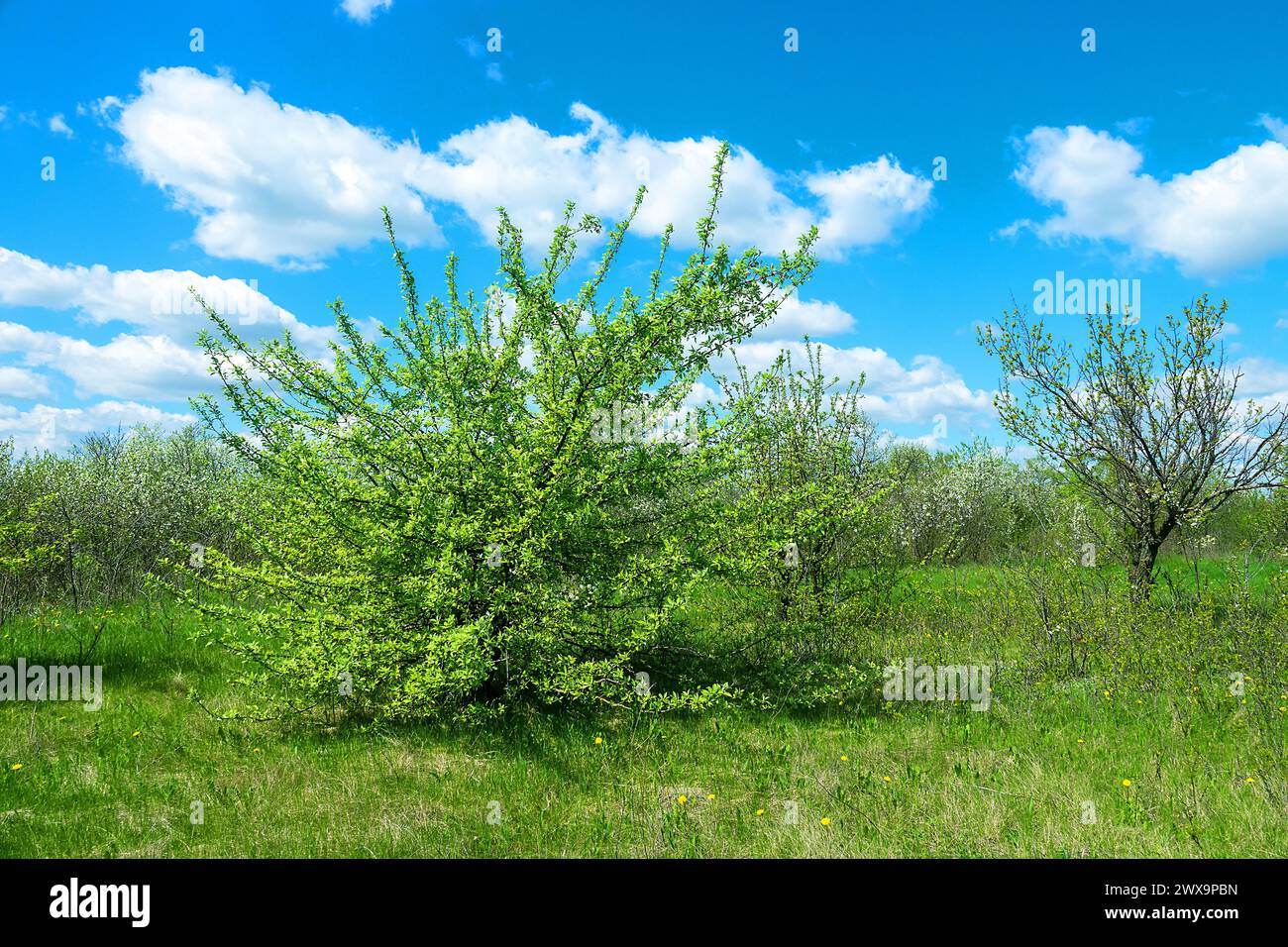 Europäischer Wildapfel (Malus sylvestris). Waldsteppe mit blühenden Wildobsthühlen. Art der Biocenose nahe der natürlichen Ursteppe. Rostov r Stockfoto