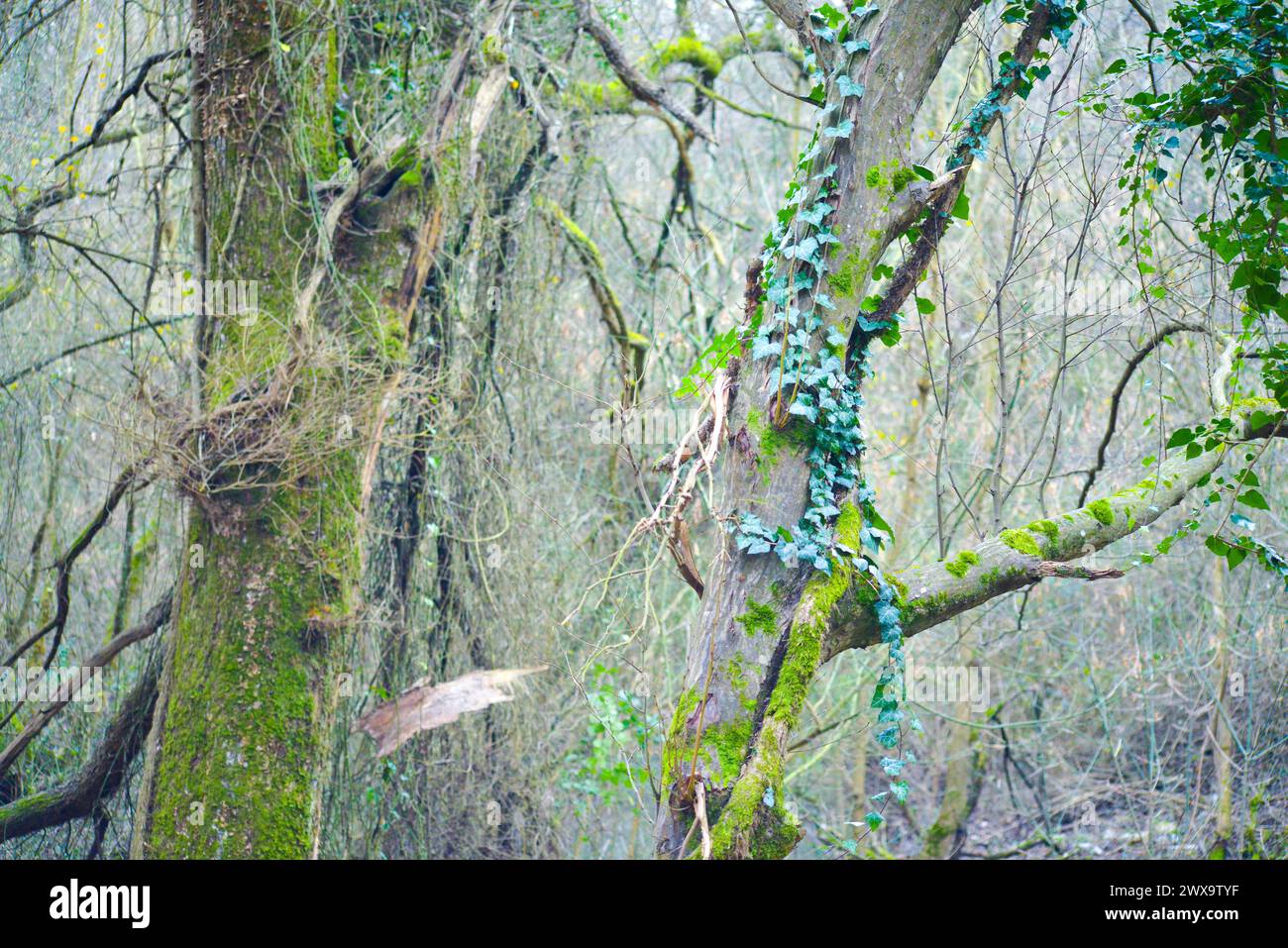 Ein dichter Wald mit üppig grünem Laub und Ästen schafft eine malerische natürliche Umgebung. Stockfoto