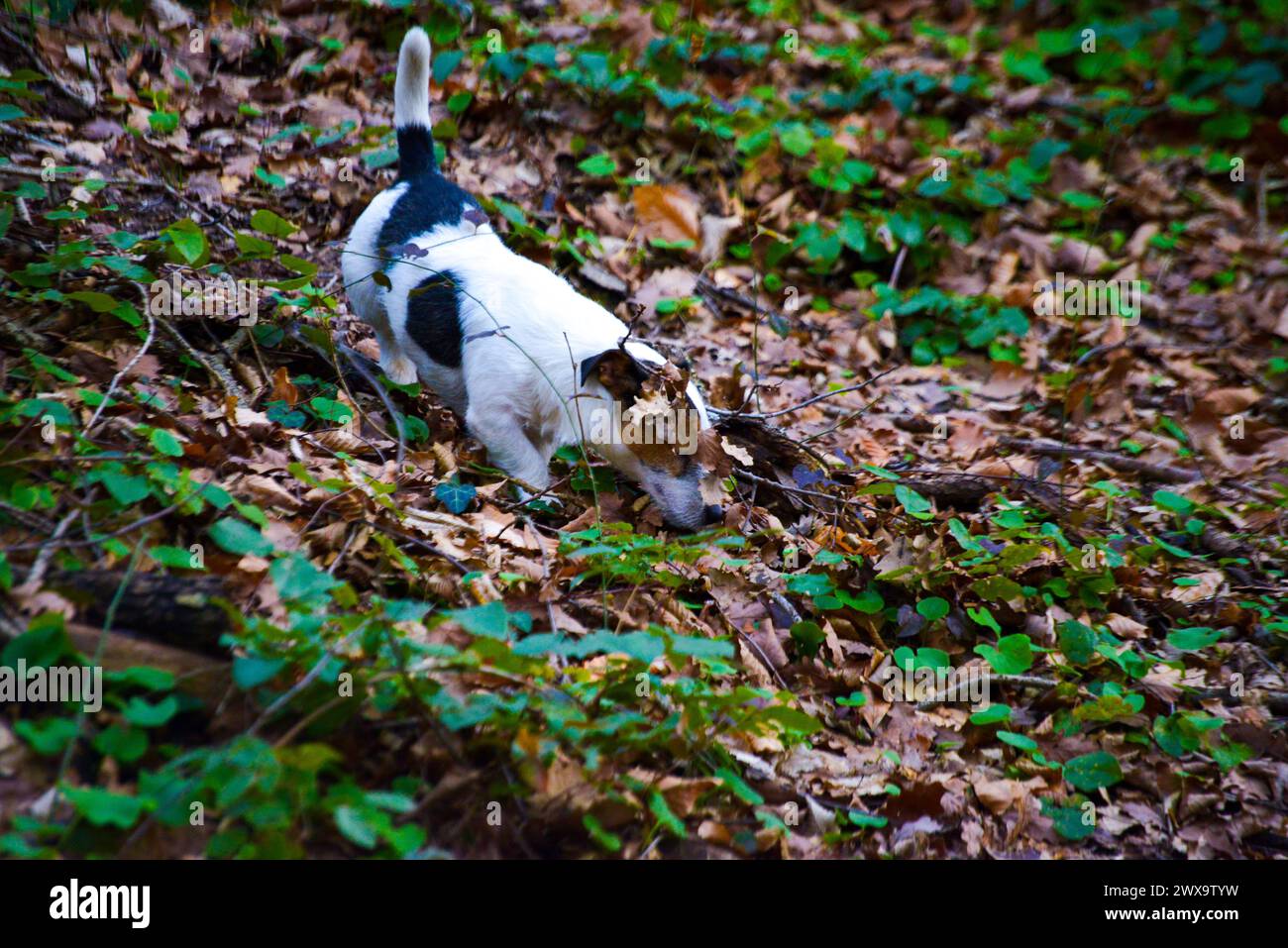 Ein lebhafter kleiner Hund erkundet den Wald, läuft, springt und spielt fröhlich inmitten der Waldlandschaft. Stockfoto
