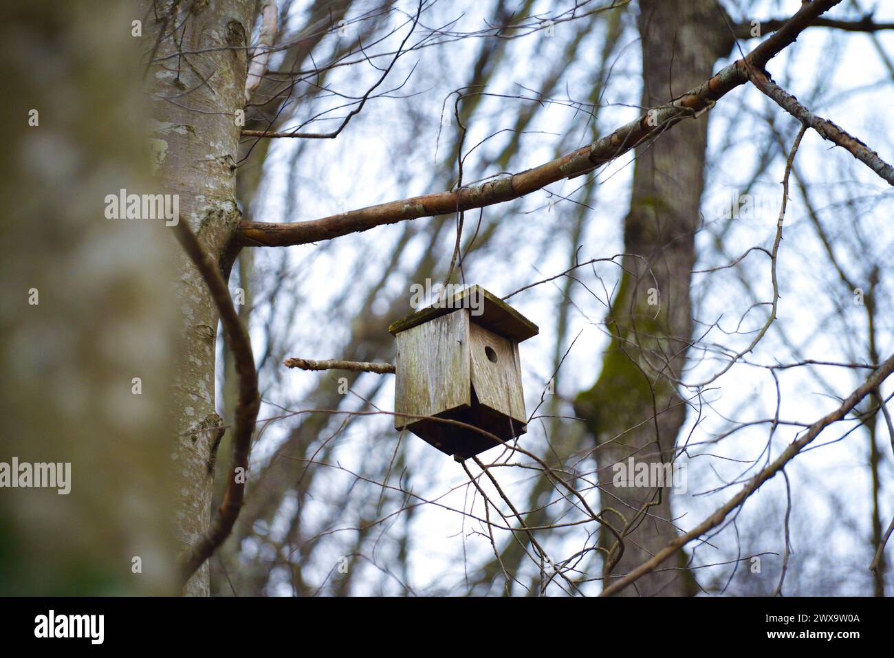 Ein rustikales hölzernes Vogelnest, eingebettet zwischen den Ästen und Laub des Waldes, bietet eine gemütliche Unterkunft für Vögel. Stockfoto