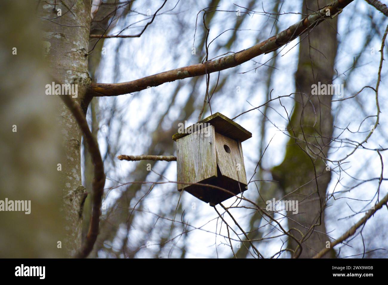 Ein rustikales hölzernes Vogelnest, eingebettet zwischen den Ästen und Laub des Waldes, bietet eine gemütliche Unterkunft für Vögel. Stockfoto