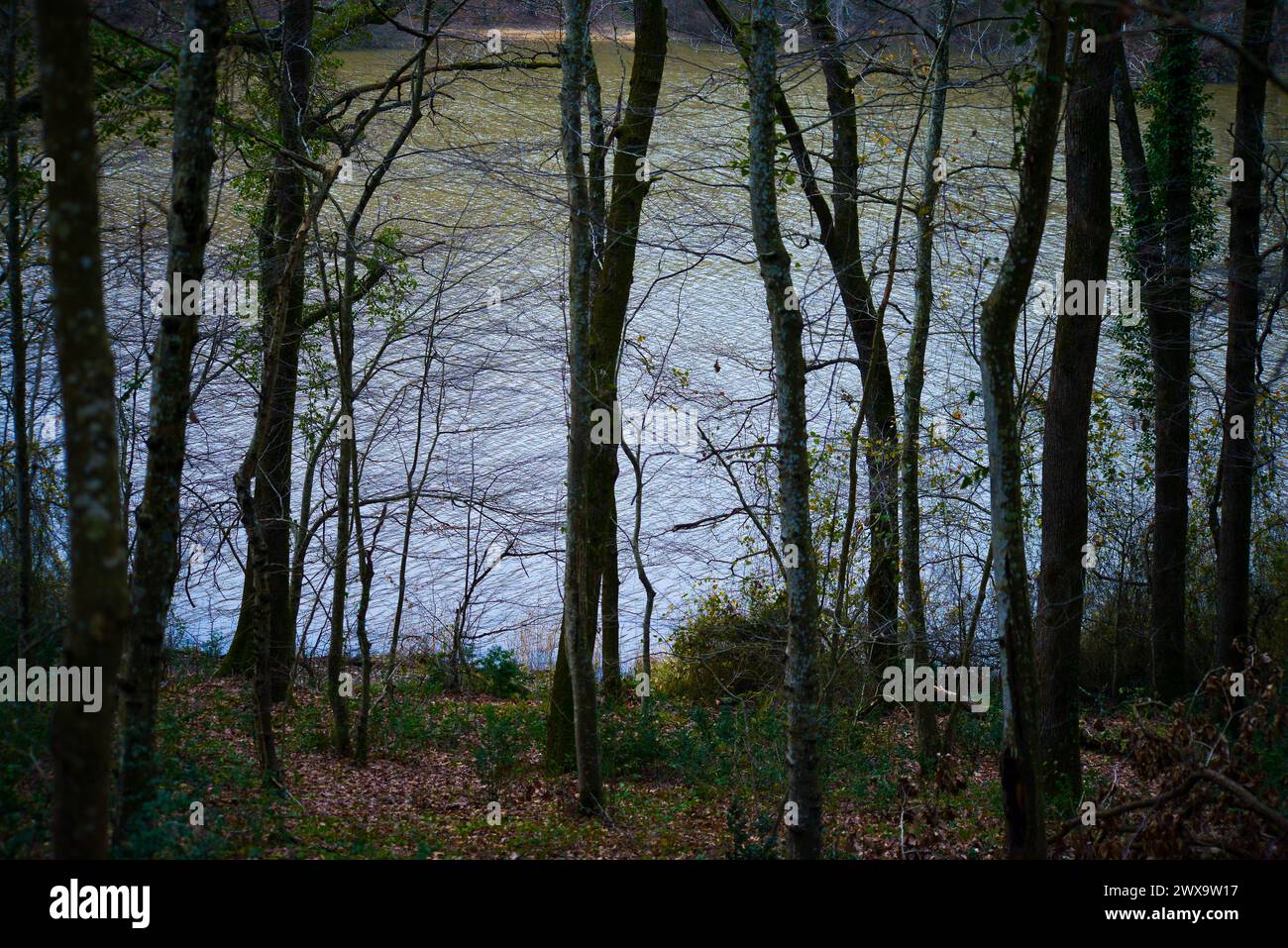 Eine ruhige Szene mit Bäumen und Ästen in den ruhigen Tiefen des Waldes, die die Schönheit der Natur zeigt. Stockfoto