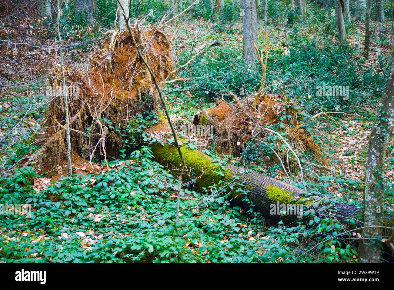 Ein majestätischer Baumstamm bedeckt mit üppigen Moosen, der anmutig auf dem Waldboden liegt und sich harmonisch mit der Gelassenheit der Natur verschmilzt. Stockfoto