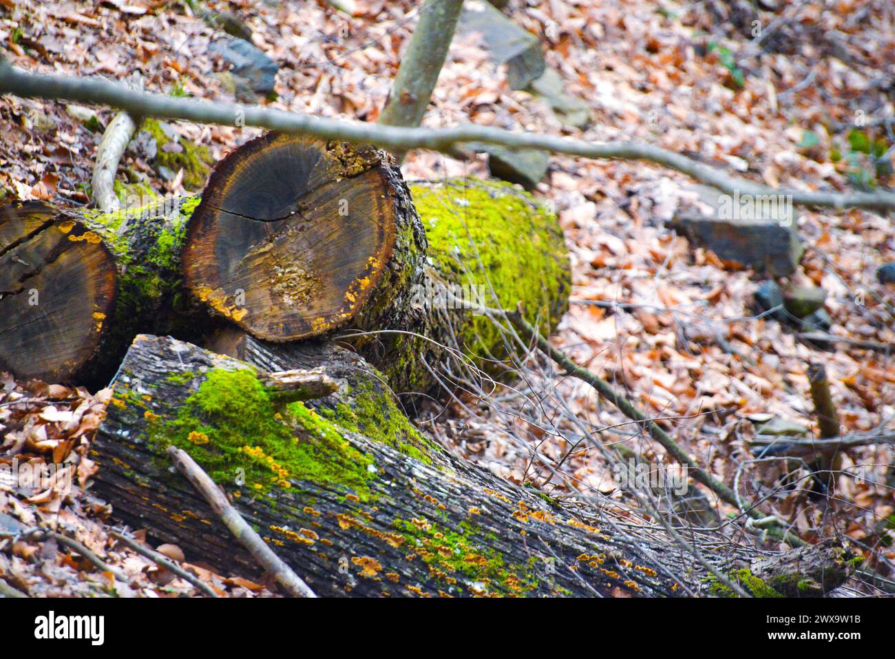 Ein majestätischer Baumstamm bedeckt mit üppigen Moosen, der anmutig auf dem Waldboden liegt und sich harmonisch mit der Gelassenheit der Natur verschmilzt. Stockfoto