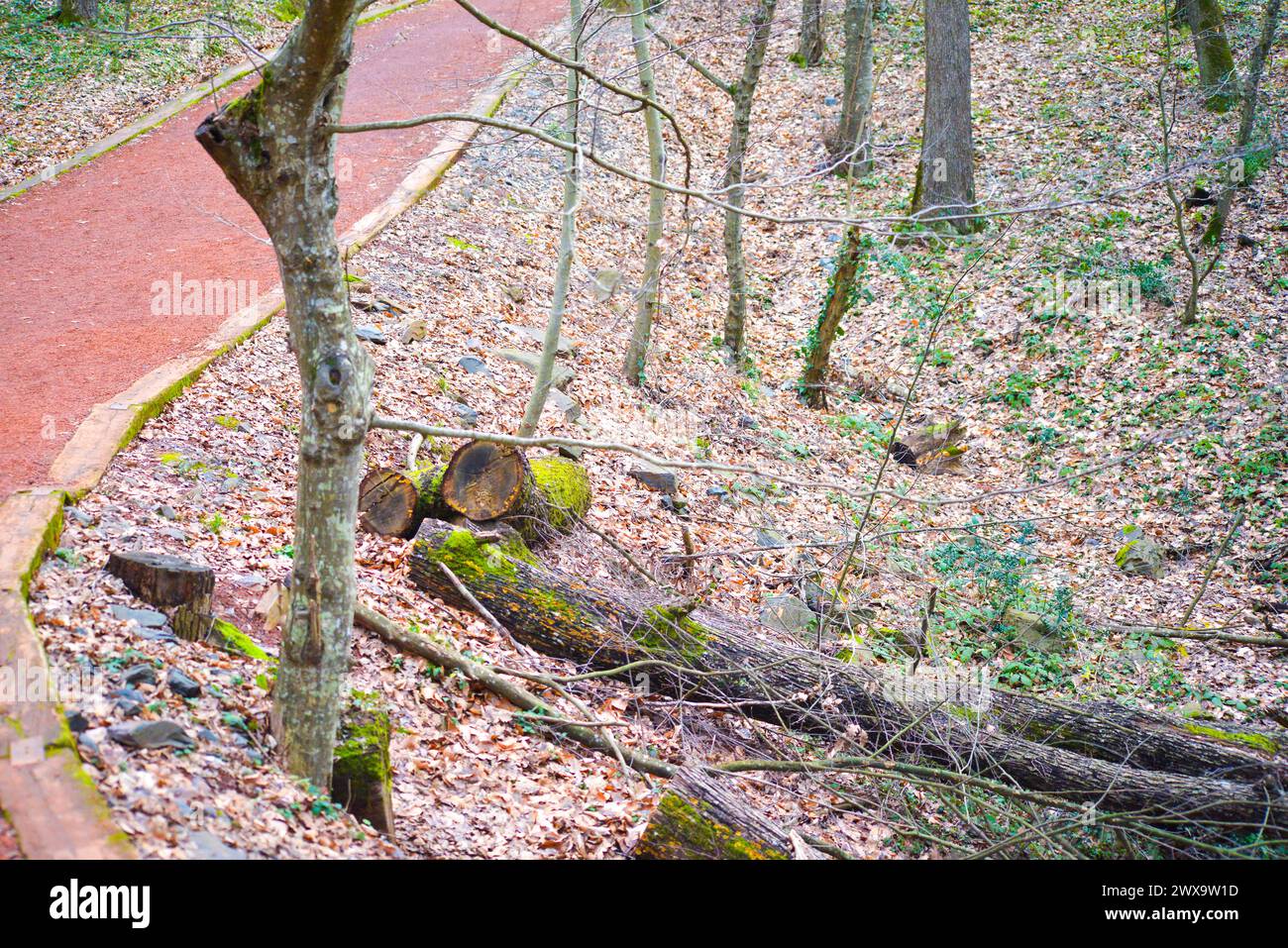 Ein fesselnder Anblick von Bäumen mit üppigen Moosen entlang einer gewundenen Straße, die mit der Ruhe der Natur verschmelzen. Stockfoto