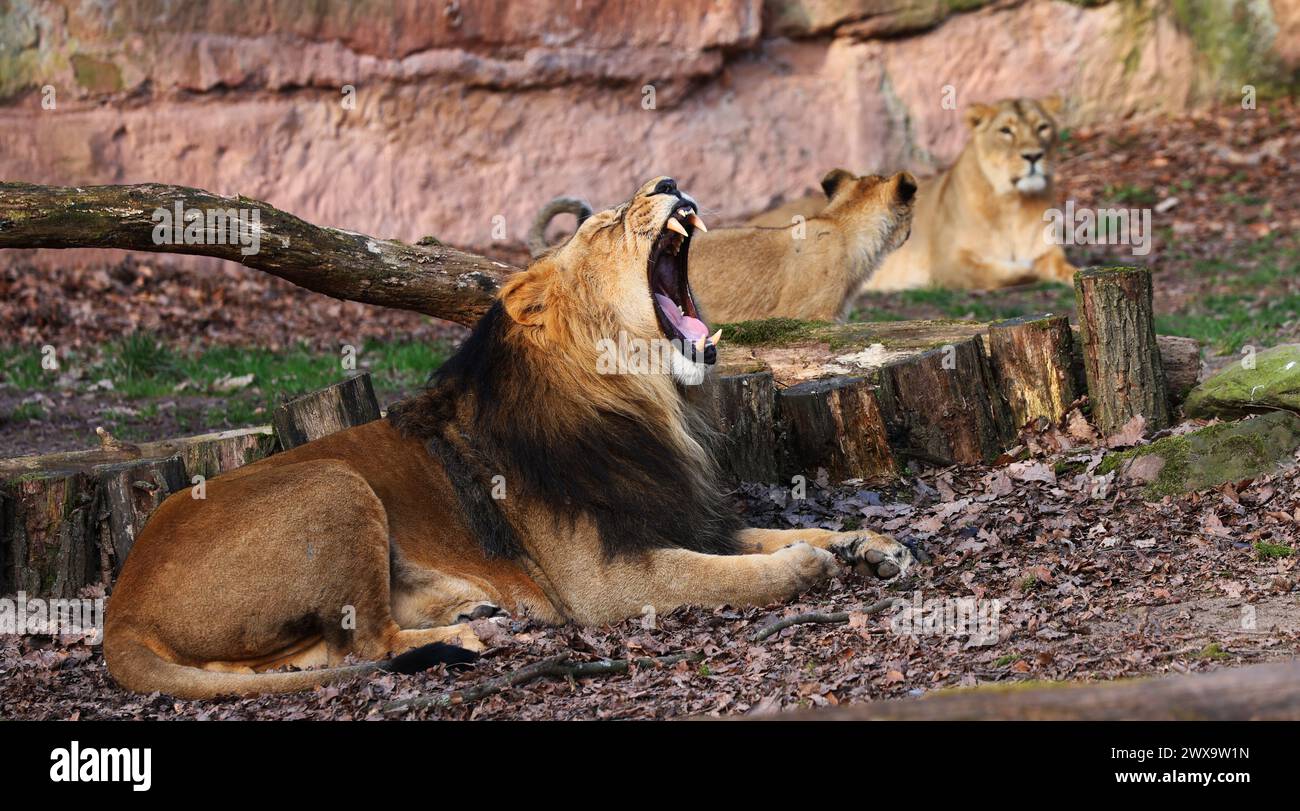 Nürnberg, Tiergarten, Zoo, König Löwe, Simba, Bayern, Nürnberg Zoo, Löwe Zoo, Löwe, Löwenfamilie, Löwenbaby, Raubkatzen. Schöner Zoo in Nürnberg Stockfoto