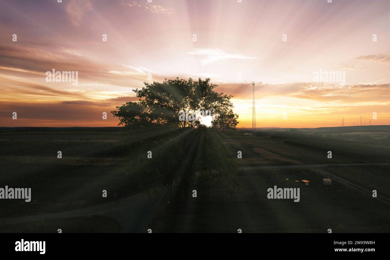 Sonnenaufgang Sonnenstrahlen Baum Stockfoto