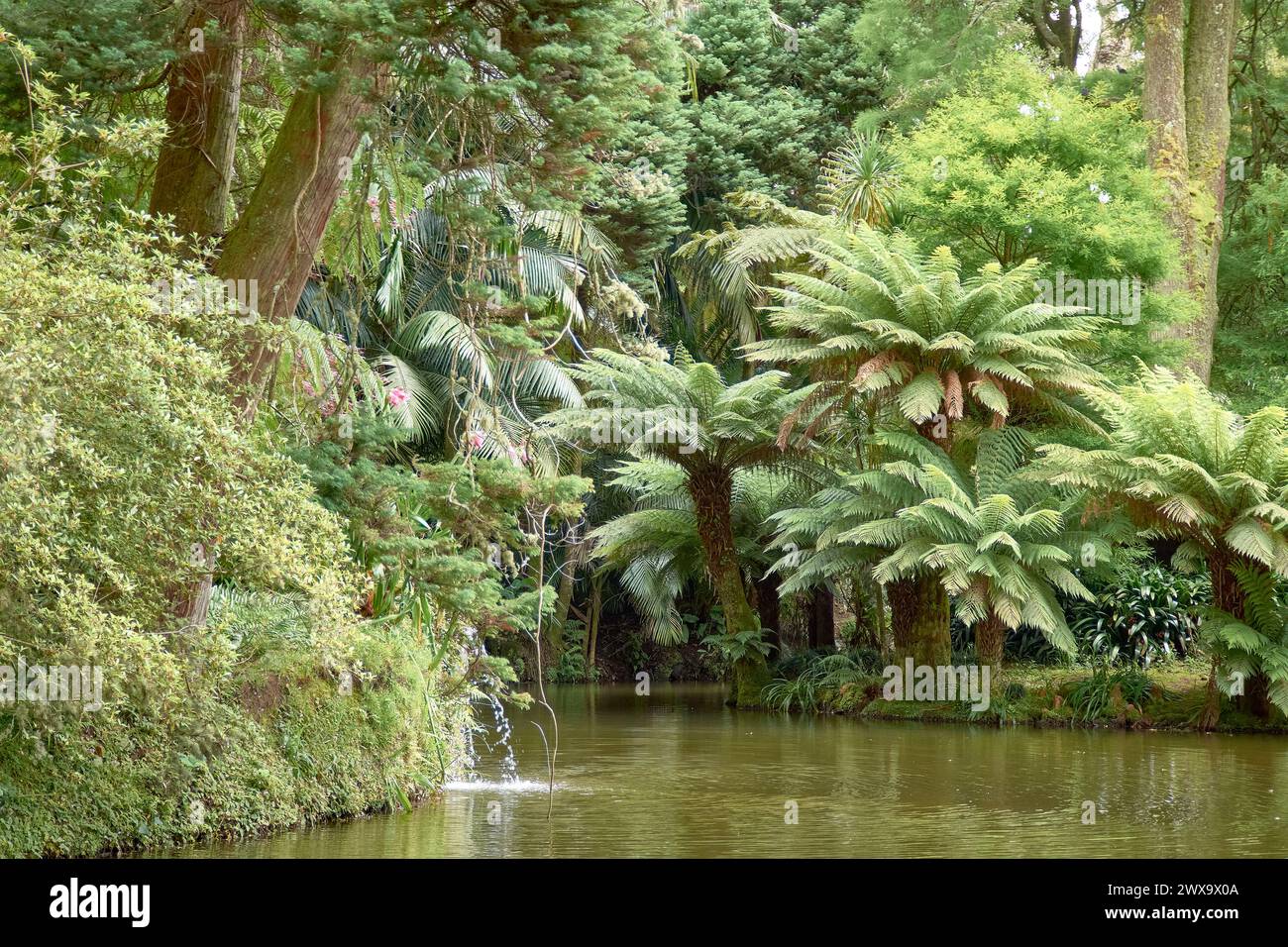 Die Terra Nostra Gärten befinden sich inmitten eines Wassersystems und sind ein tropischer Wald, in dem grüne Vegetation üppig in den Furnas, Sao MIG, wächst Stockfoto