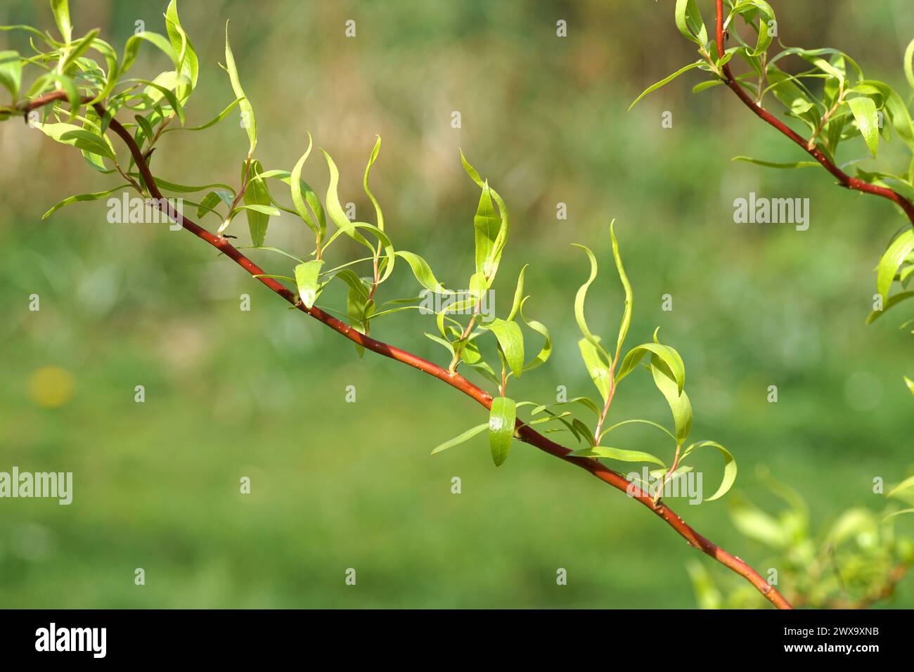 Nahaufnahme von verdrehten Zweigen mit neu gekeimten Blättern der Korkenzieherweide (Salix matsudana 'tortuosa'). Frühling, März, Niederlande Stockfoto