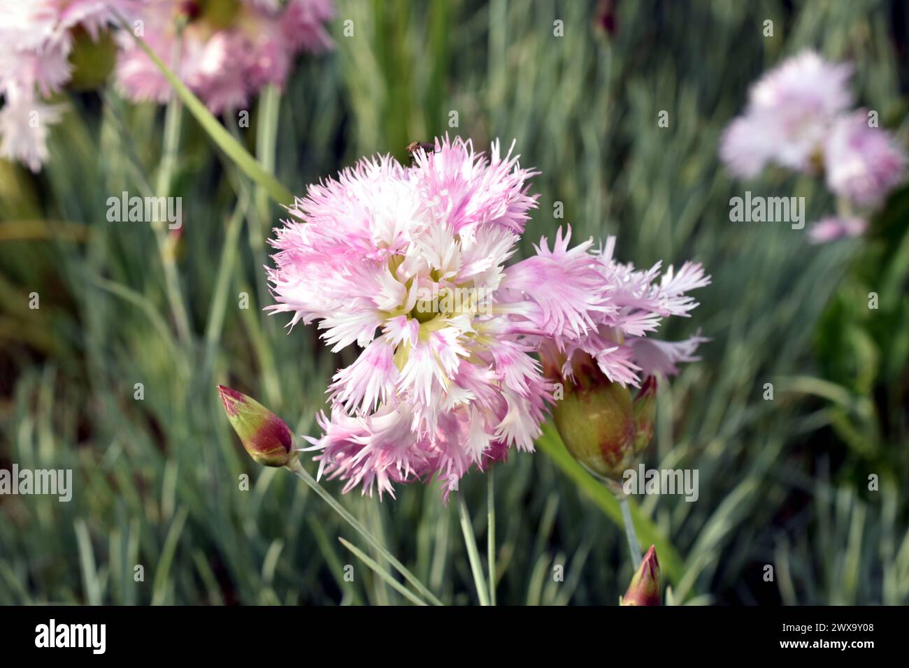 Grußkarte. Rosafarbene Nelkenblüten werden vor einem Hintergrund grüner Blätter fotografiert. Stockfoto