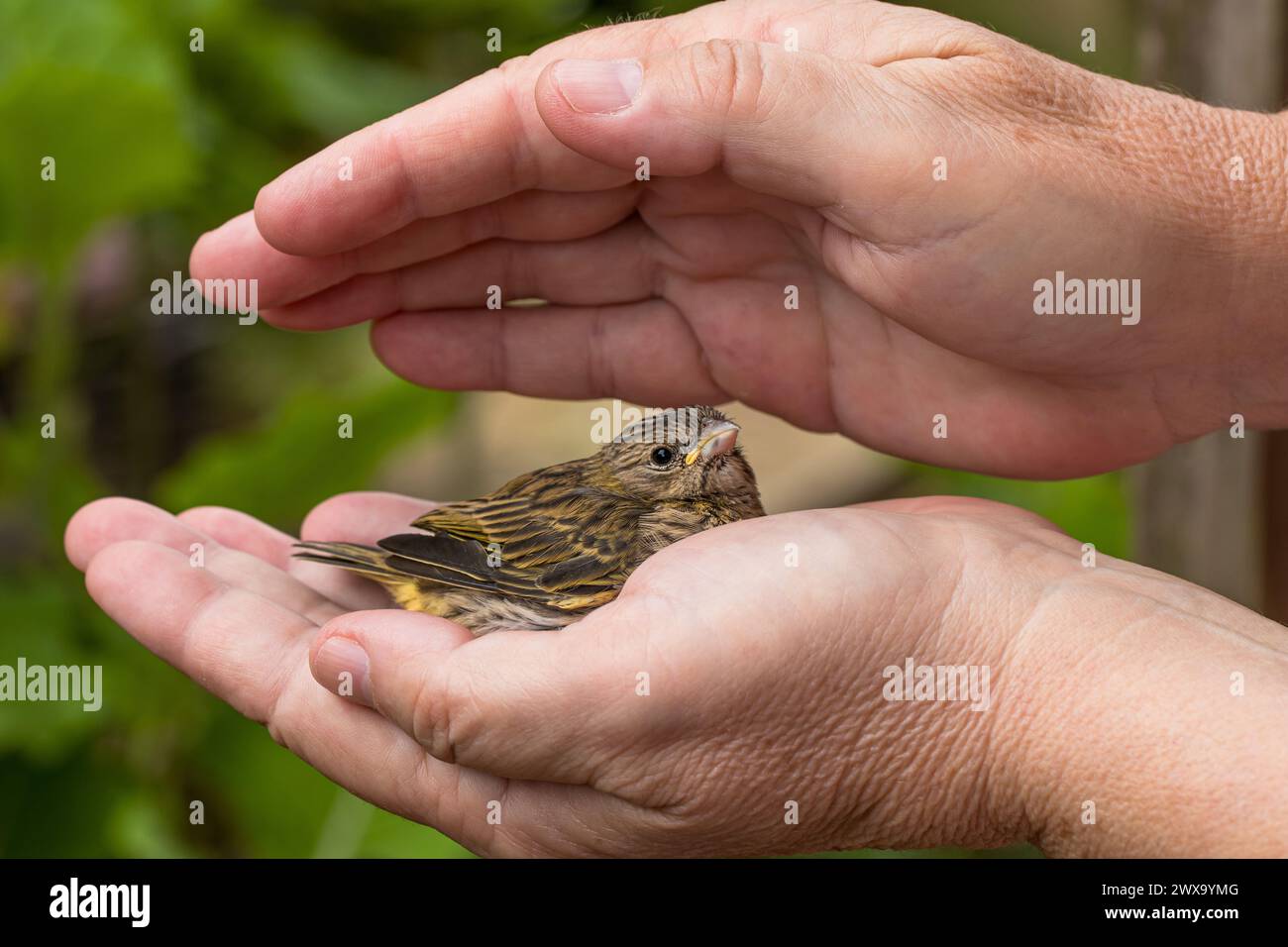 Ein winziger Vogel, der auf einer menschlichen Hand thront Stockfoto