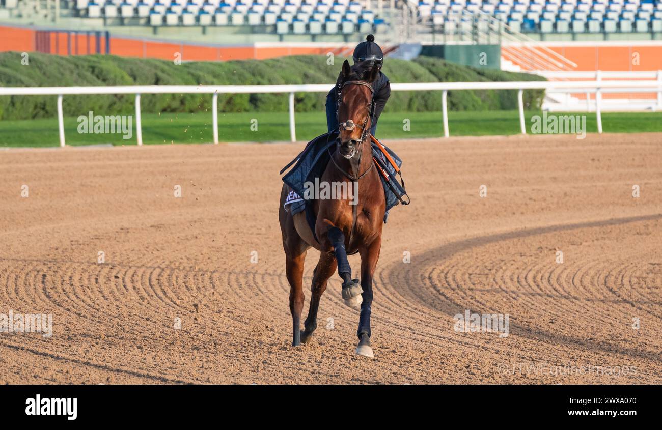 Meydan Racecourse, Dubai, Vereinigte Arabische Emirate, Freitag, 29. März 2024; der Gegner des Dubai Gold Cup und sein Fahrer nehmen an der Rennstrecke auf der Meydan Racecourse Teil, vor dem Treffen der Dubai World Cup am Samstag, den 30. März 2024. Credit JTW equine Images / Alamy Live News Stockfoto