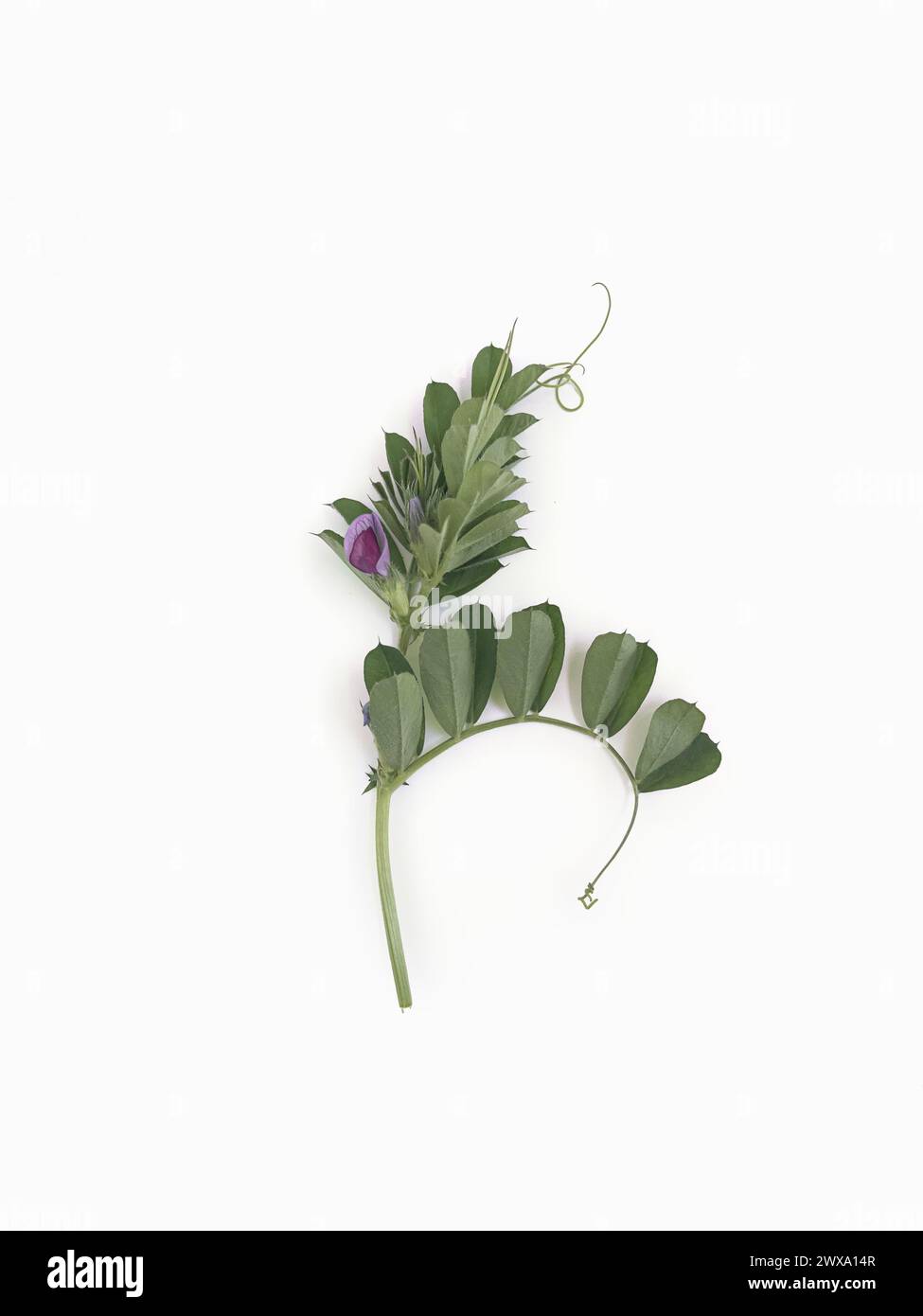 Vicia Sativa wilde Kletterpflanze. Lila Blume, Blumenranken, grüne Blätter. Draufsicht Stockfoto