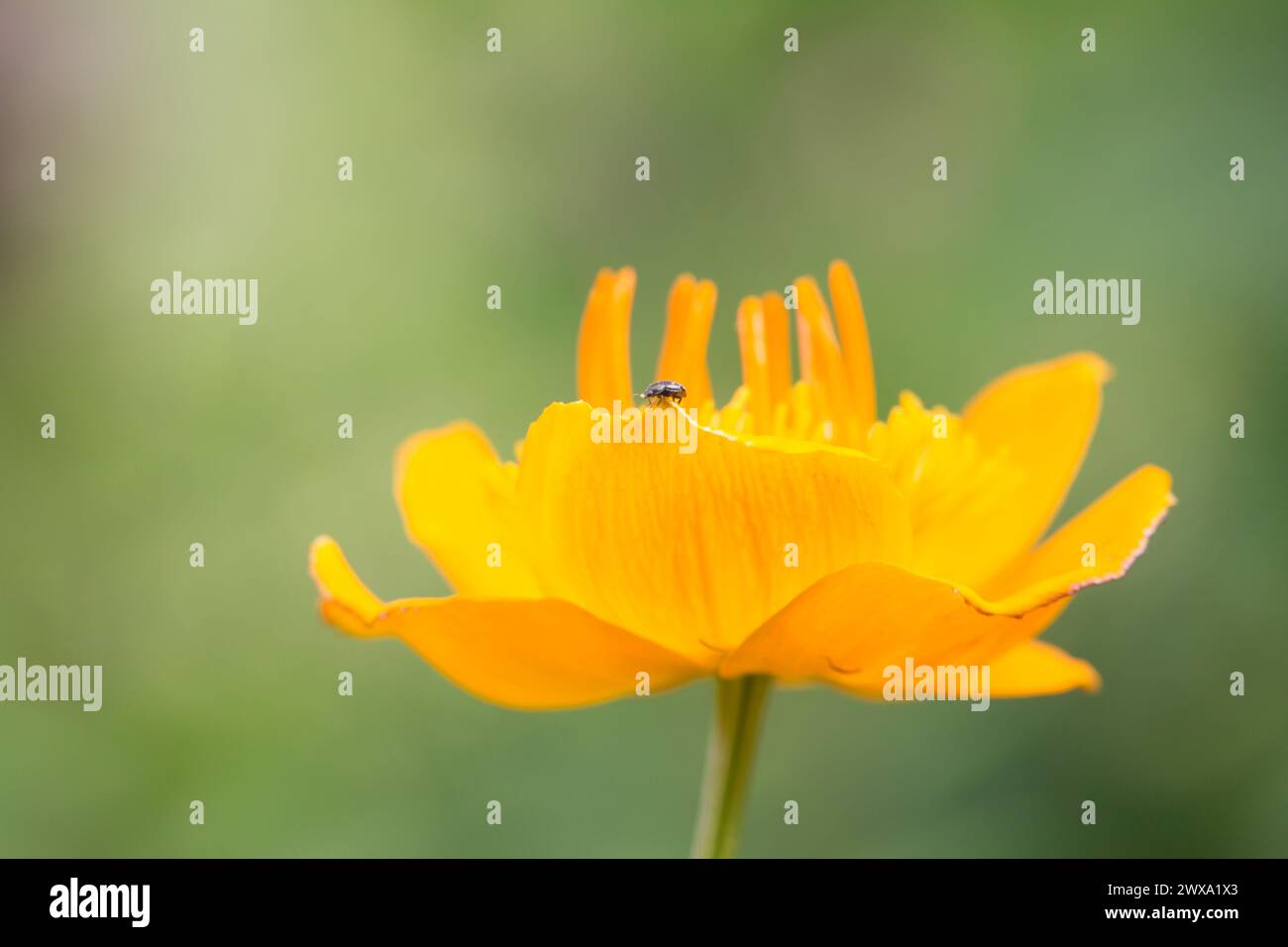 Globeflower (Trollius macropetalus) Stockfoto