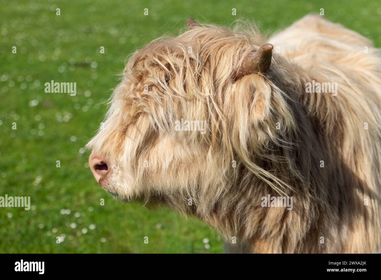 Detailliertes Porträt einer Highland-Kuh mit Schwerpunkt auf ihrem unverwechselbaren Wollfell und Horn vor einer üppigen, grünen Kulisse, die typisch für ihre einheimischen Scotti ist Stockfoto
