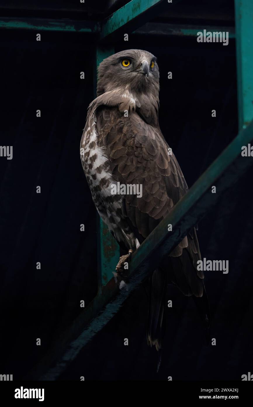 Majestätischer Adler, der in einer Metallstruktur auf der Vorderseite steht Stockfoto