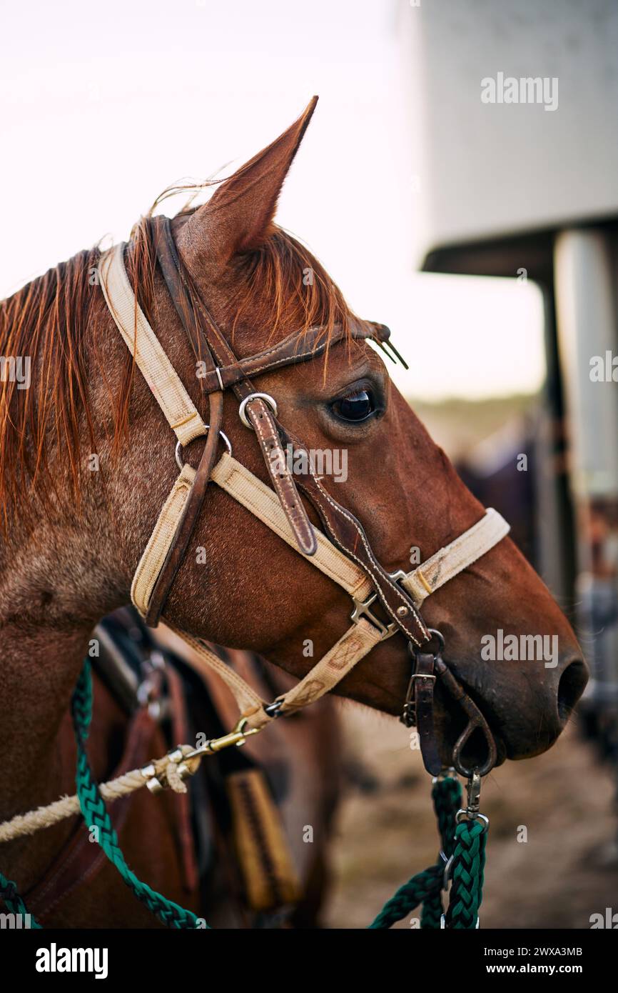 Gebürsteter brauner Pferdekopf auf der Farm Stockfoto