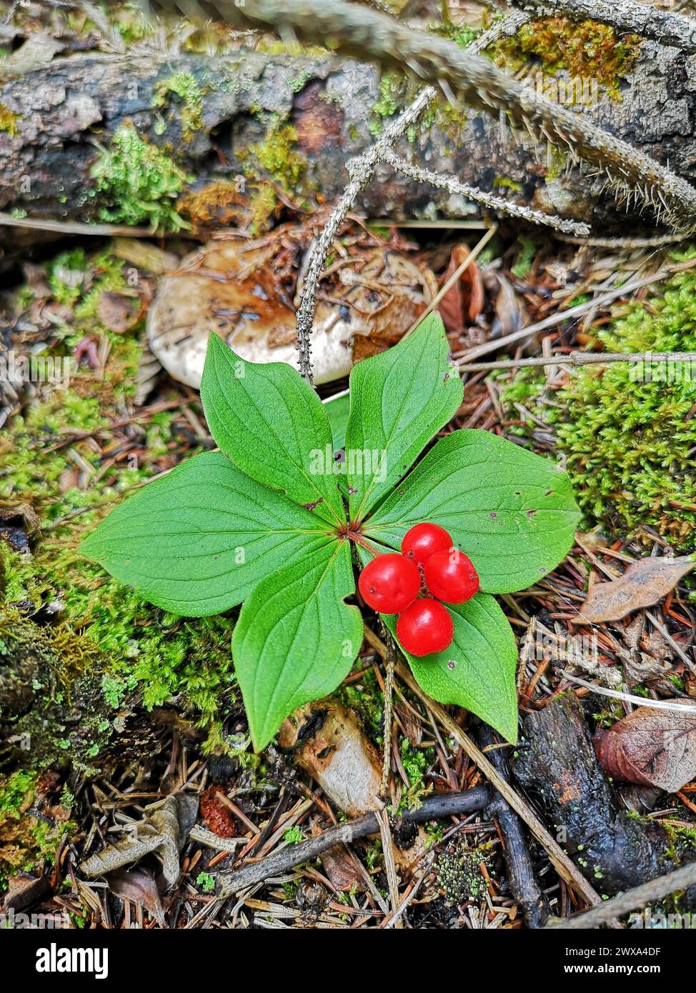 Canada Bunch Berry in Forest Stockfoto