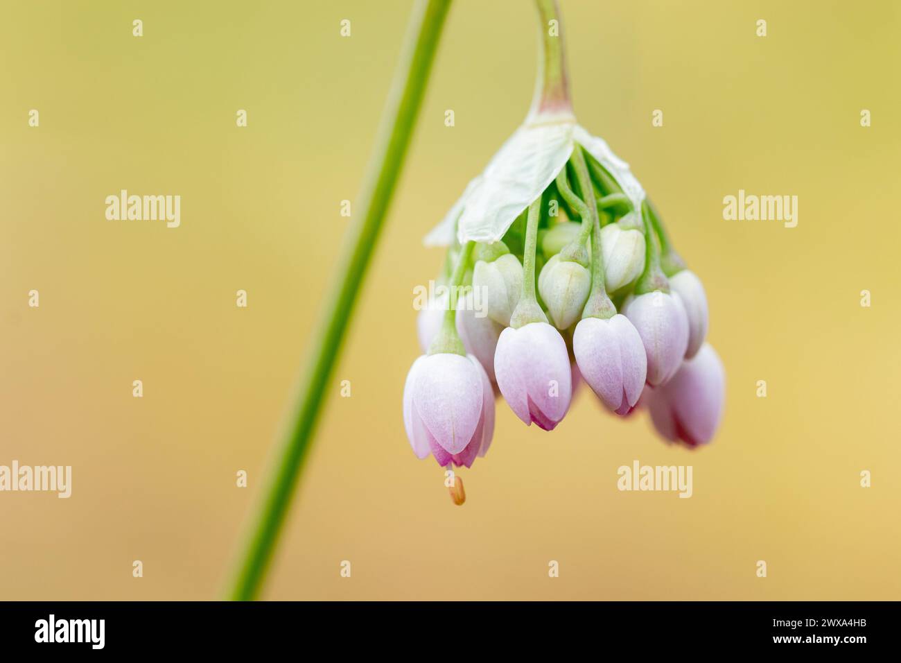 Rosa nickende Zwiebel Wildblumenknospen Makroaufnahme Stockfoto