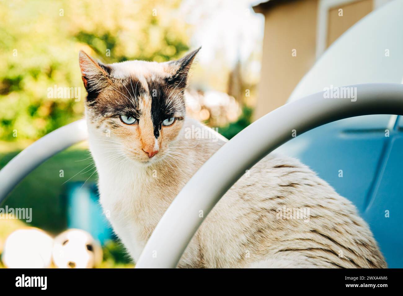 Blauäugige Siamkatze, die draußen auf dem Stuhl sitzt Stockfoto