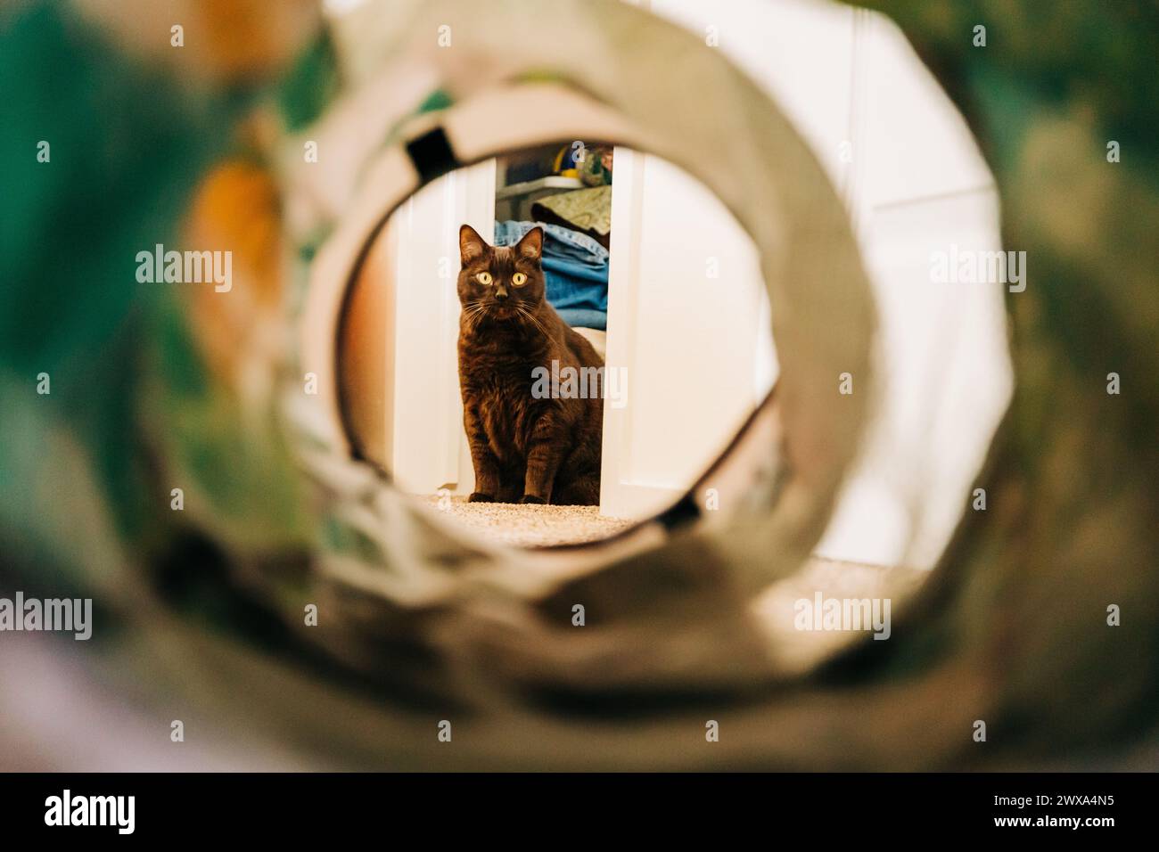 Die braune Havanna-Katze sieht durch den Spielzeugtunnel Stockfoto