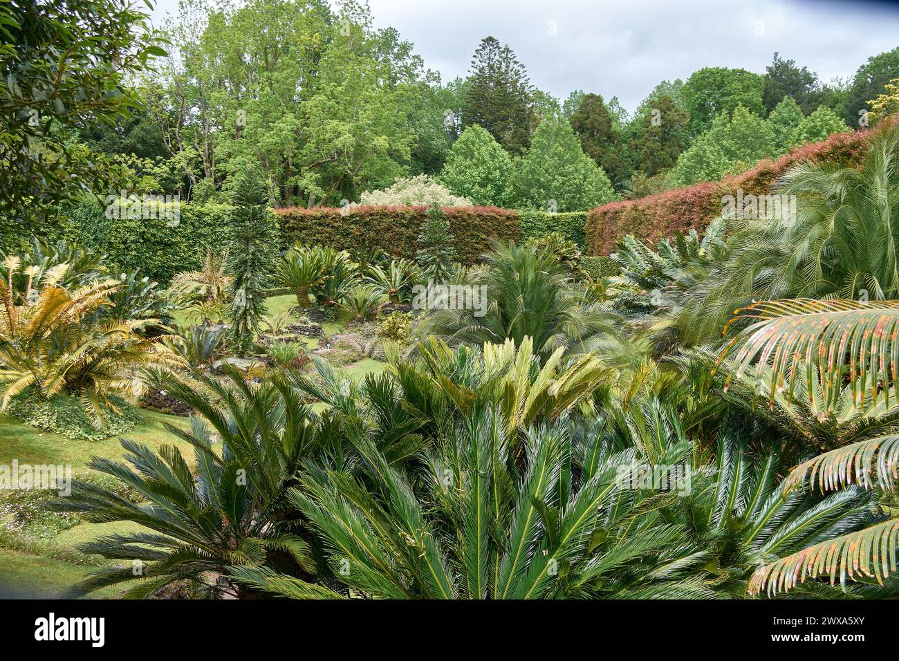 Das Cycas-Tal, auch bekannt als Sagú-Palme, eine der seltensten und primitivsten Arten, die heute existieren, befindet sich im exotischen botanischen Garten 'Ter Stockfoto