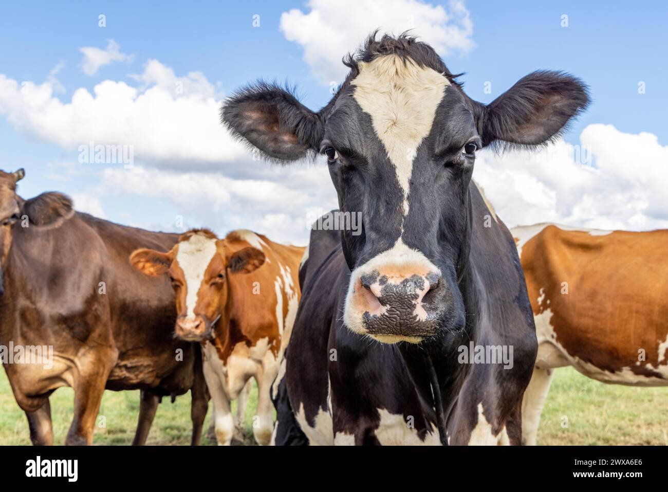 Niedliche Kuh, die in die Kamera blickt, sich neugierig auf einem grünen Feld und mit blauem Himmel nähert Stockfoto