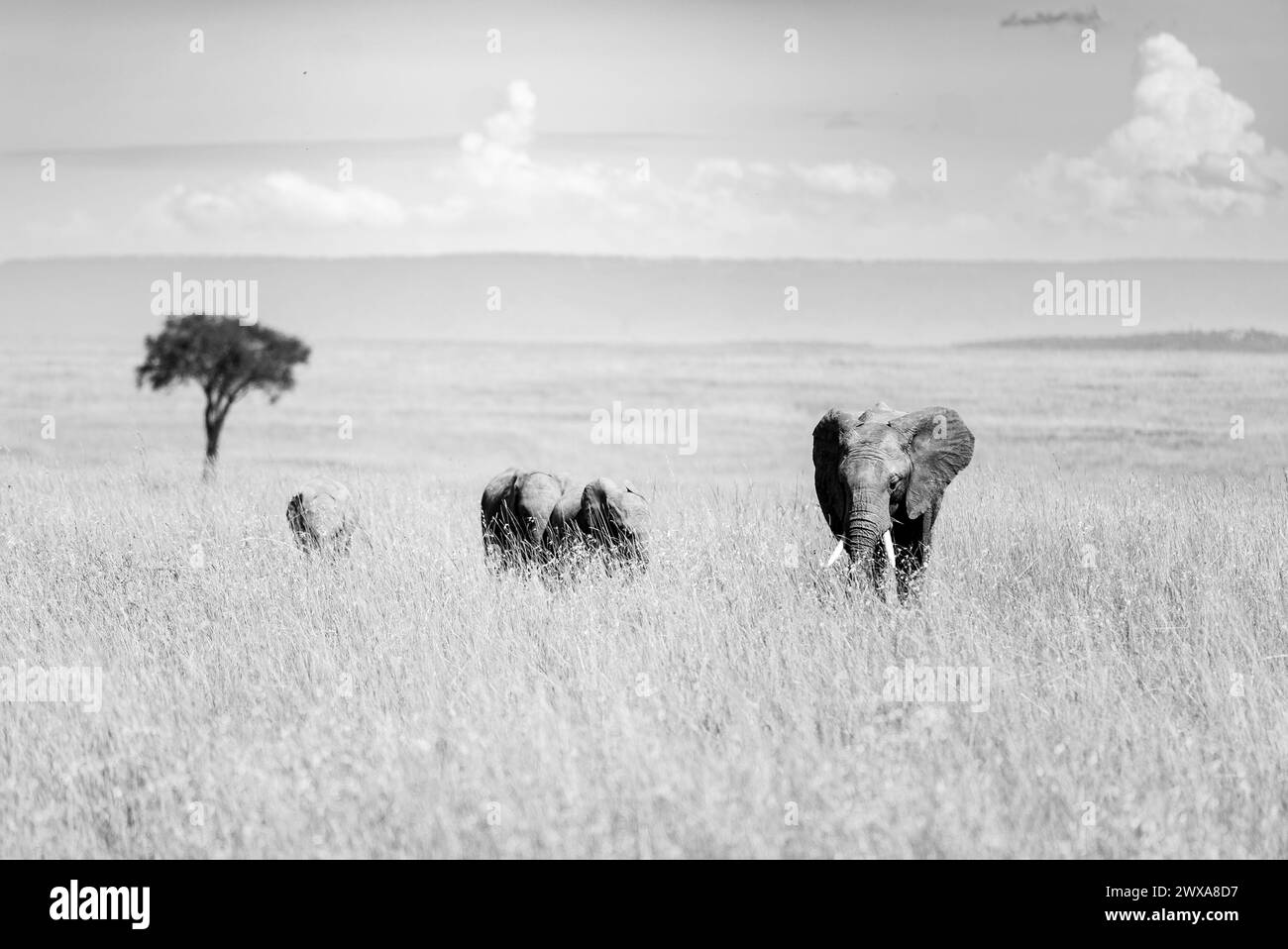 Elefanten in der kenianischen Umgebung im wunderbaren amboseli National Reserve Stockfoto