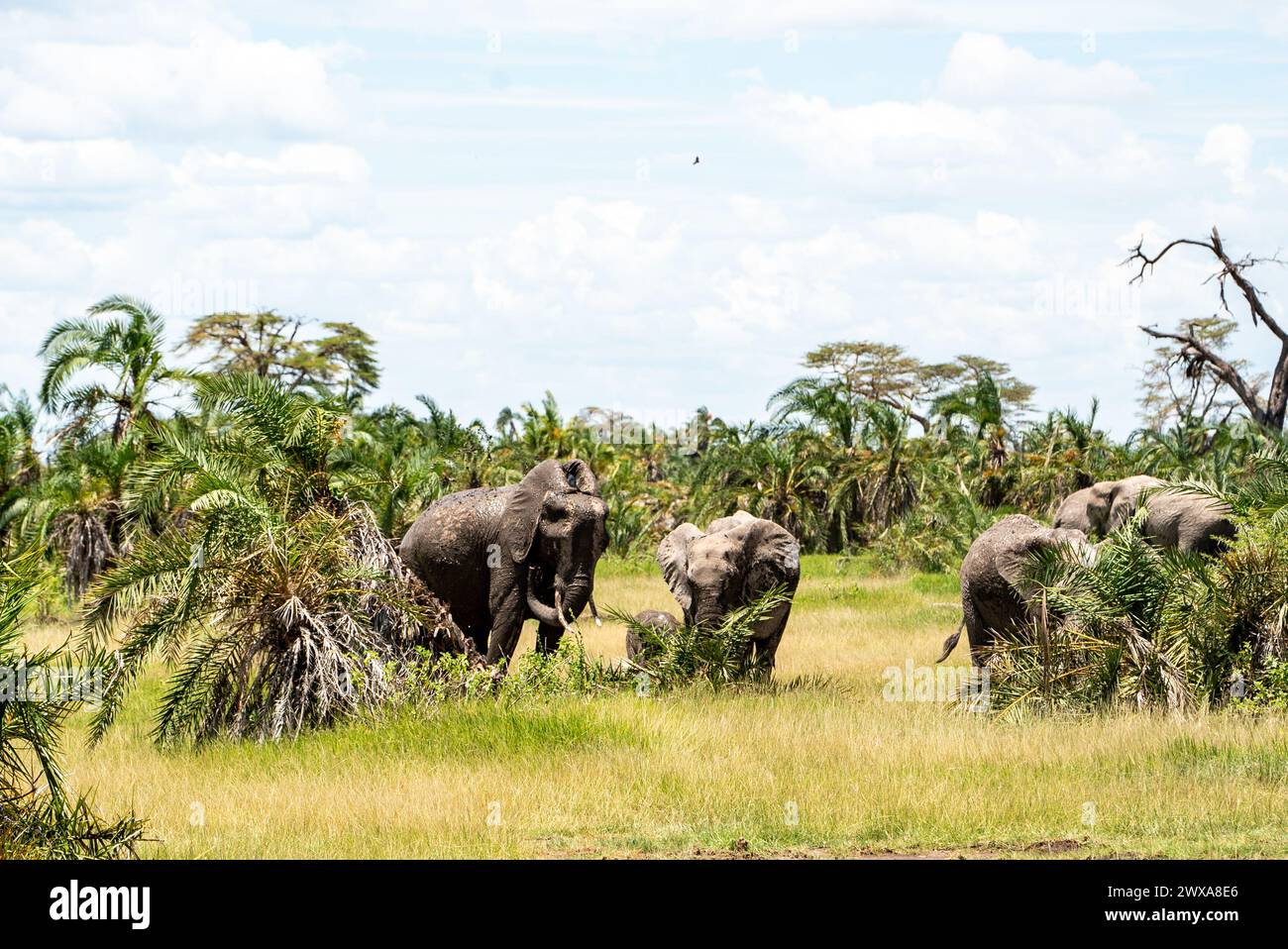 Elefanten in der kenianischen Umgebung Stockfoto