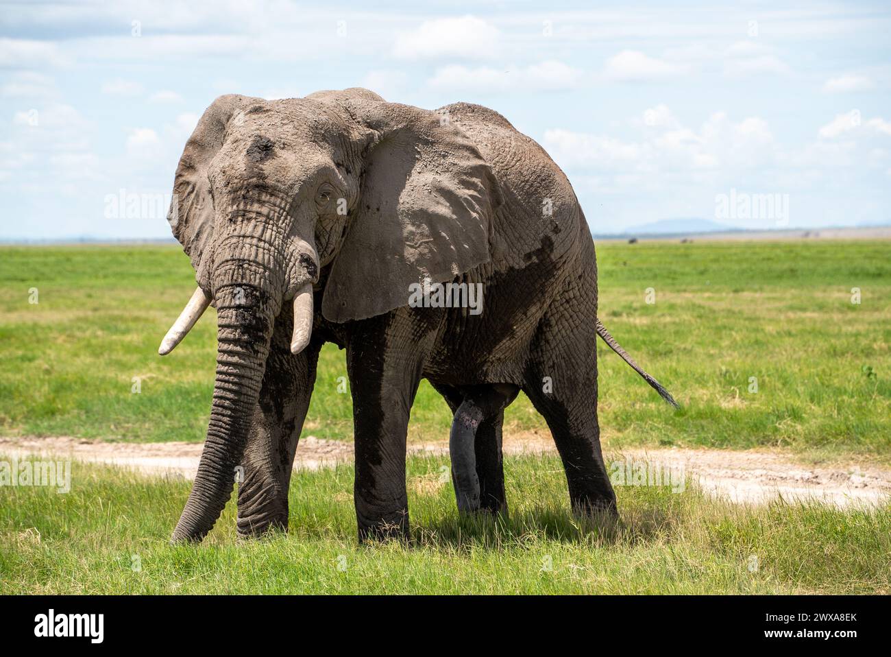 Elefanten in der kenianischen Umgebung Stockfoto