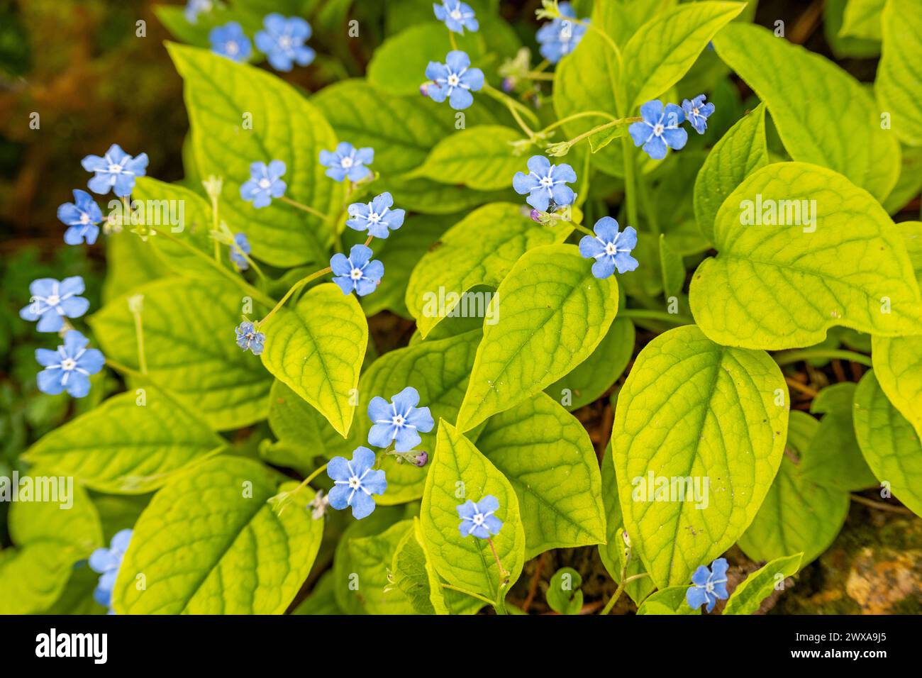 Omphalodes Verna, kriechendes Navelwort, Blauäugige Maria ist die Familie der Boraginaceae. Stockfoto