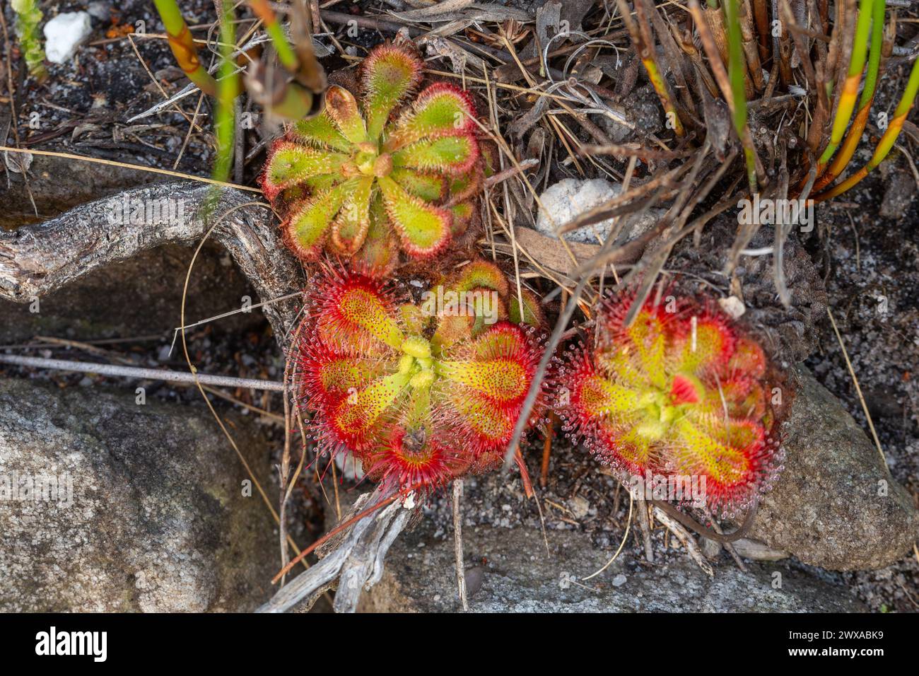 Fleischfressende Pflanzen: Drosera xerophila im natürlichen Lebensraum nahe Hermanus im Westkap Südafrikas Stockfoto