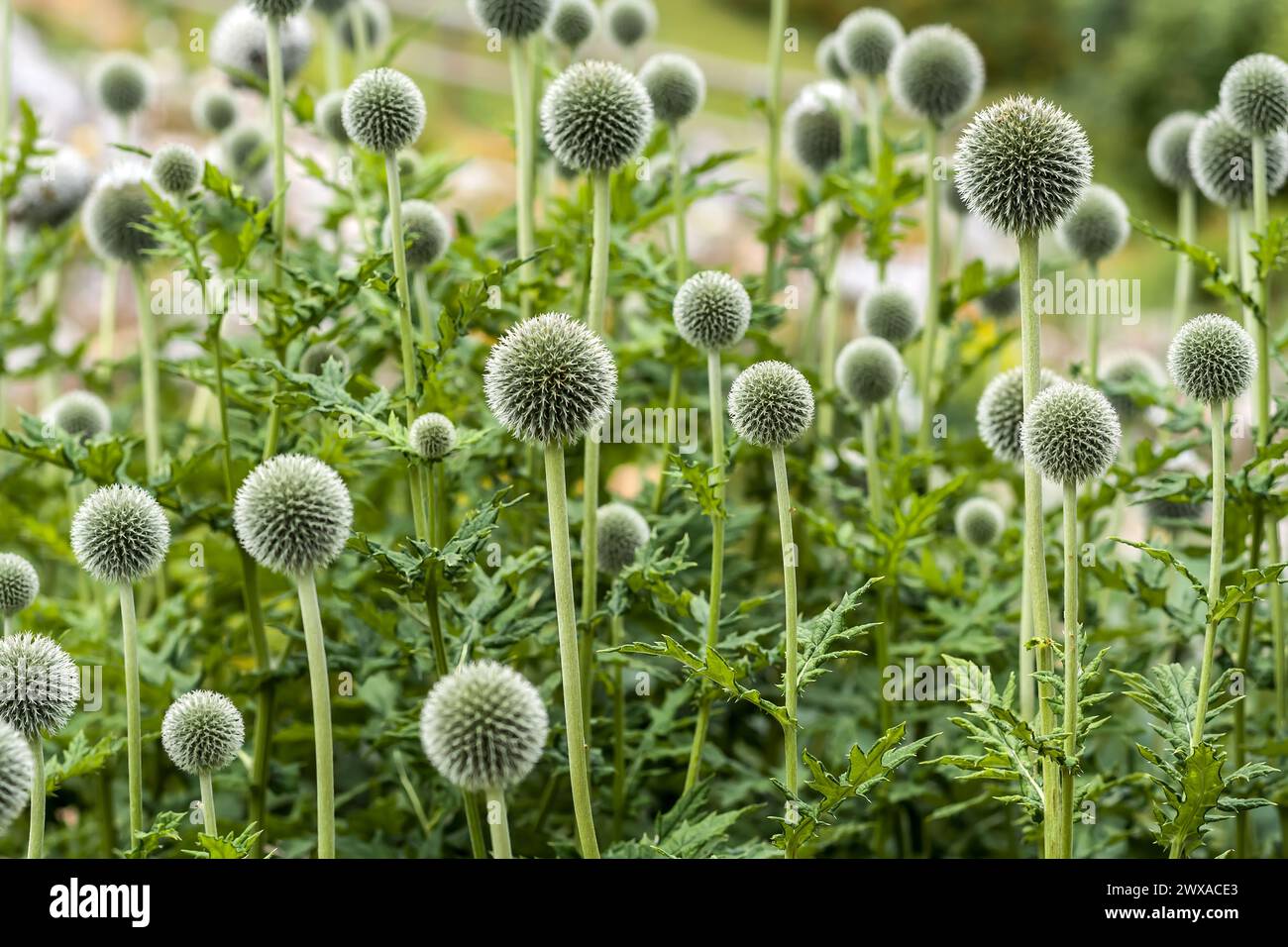 Silbrig-blaue Glockendisteln erheben sich elegant in einem botanischen Garten, ihre spitzen Kugeln ziehen Bestäuber an und verleihen skulpturalen Charme Stockfoto