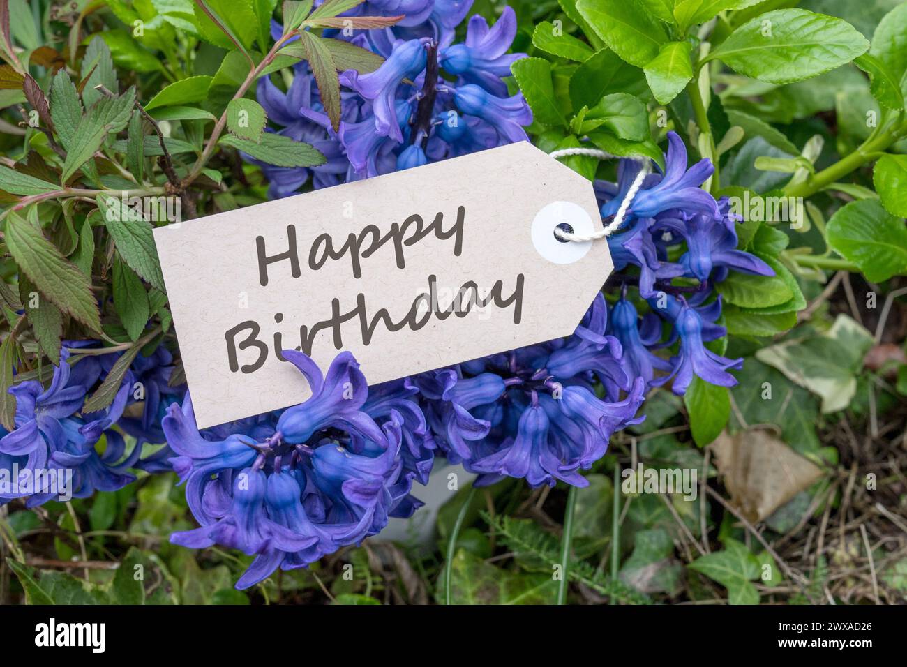 Blumenstrauß aus blauen Hyazinthen und Karte mit englischem Text: Happy Birthday Stockfoto