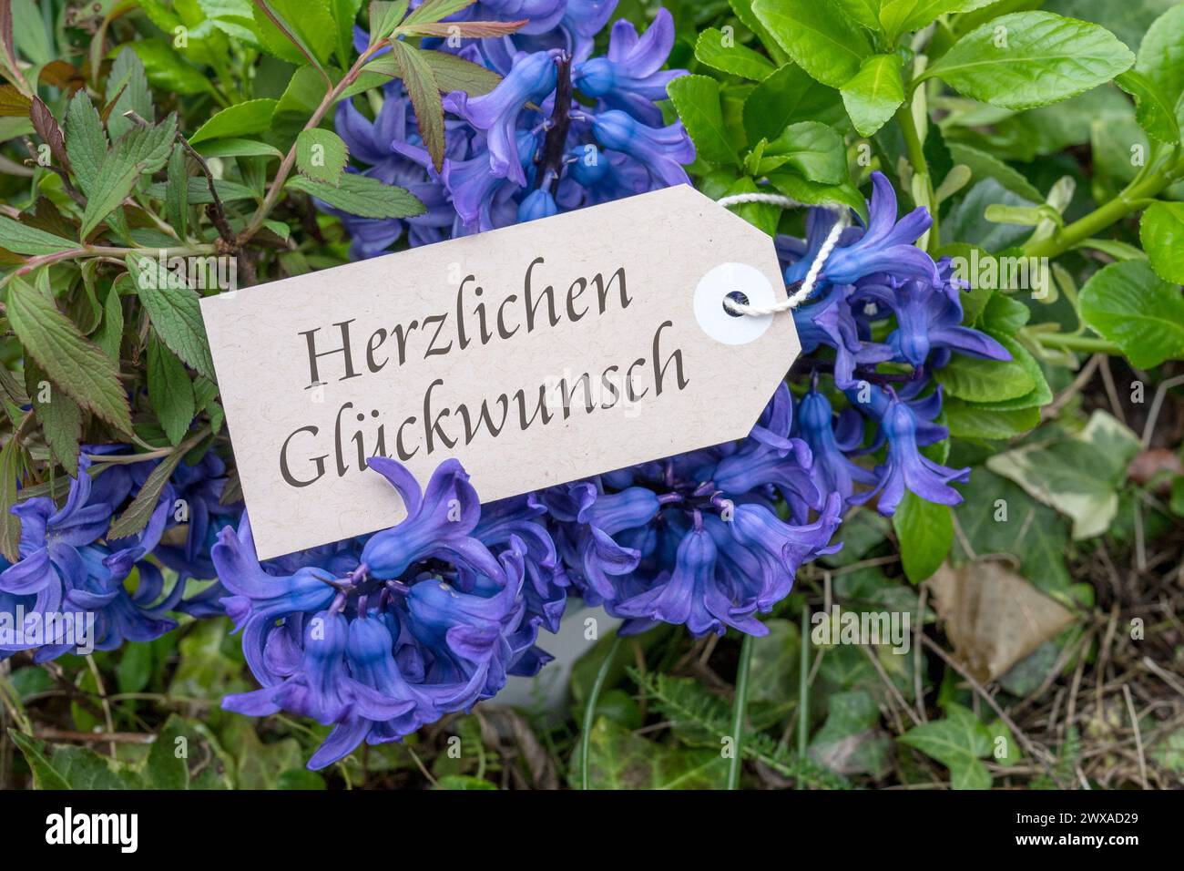 Blumenstrauß mit blauen Hyazinthen und Karte mit deutschem Text: Herzlichen Glückwunsch Stockfoto