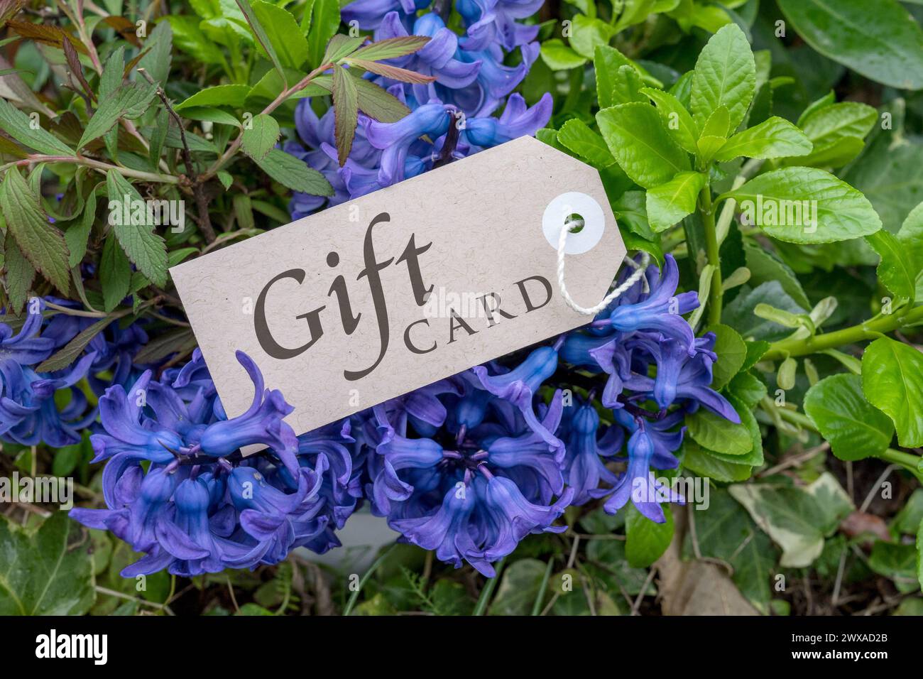Blumenstrauß aus blauen Hyazinthen und Karte mit englischem Text: Geschenkkarte Stockfoto
