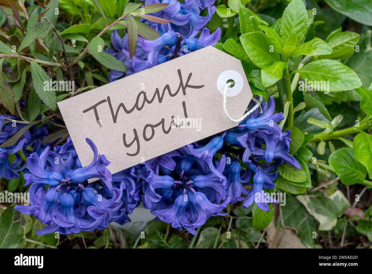 Blumenstrauß aus blauen Hyazinthen und Karte mit englischem Text: Danke Stockfoto