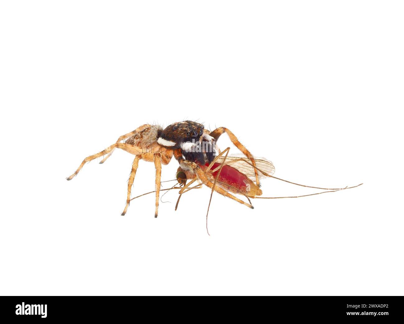 Halbkantige Spinnenkörper, die eine Mücke auf weißem Hintergrund isst, Menemerus semilimbatus Stockfoto