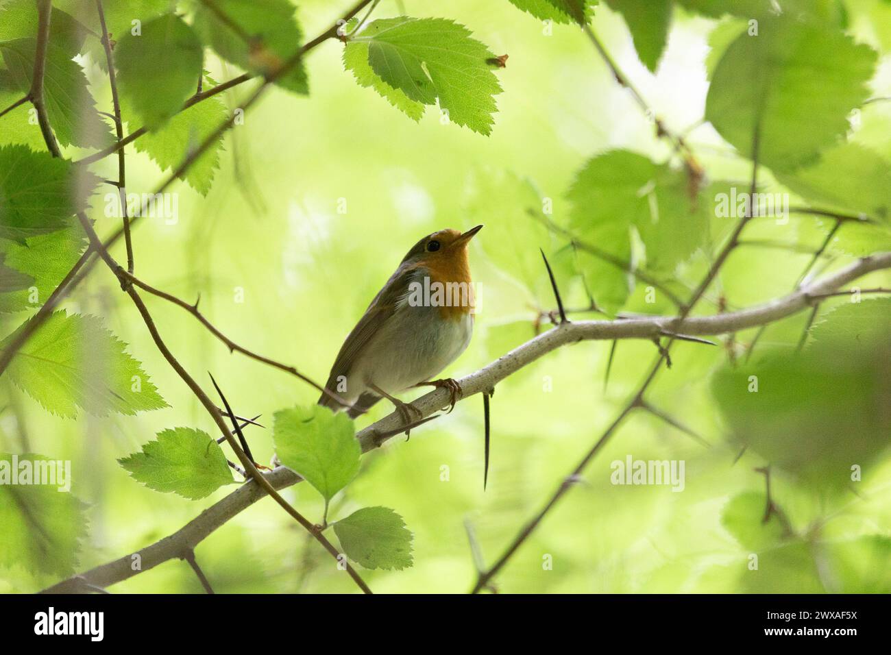 Robin Vogel sitzt nahe auf einem Baumzweig Stockfoto