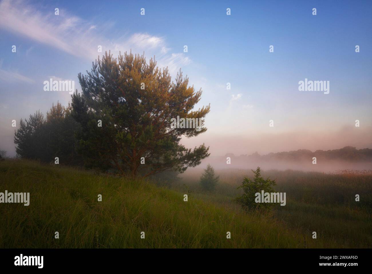 Wunderschöne Sommerlandschaft mit dem Nebel beleuchtet mit einem Sonnenaufgang Stockfoto