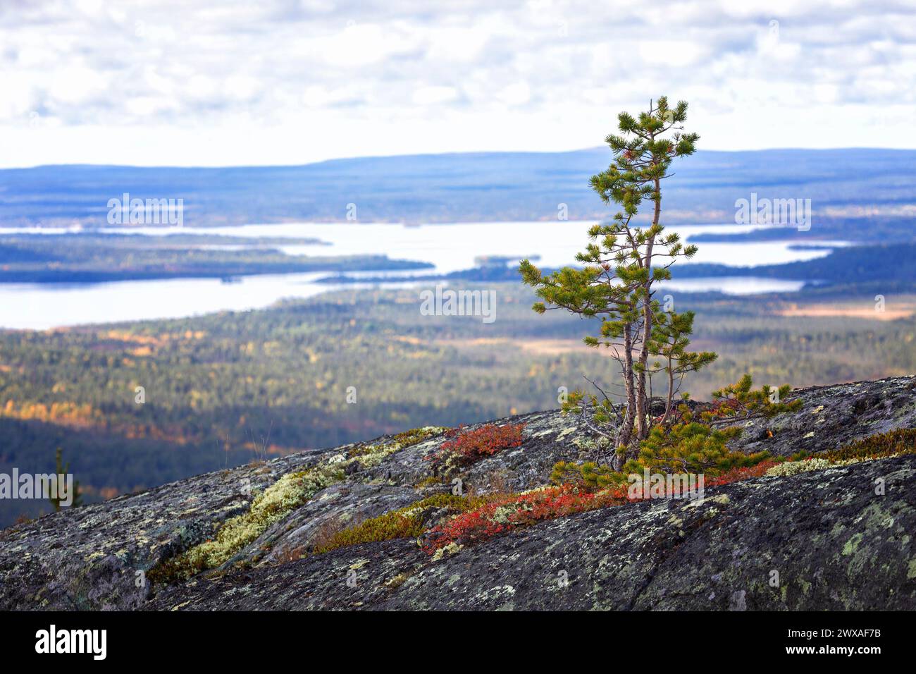 Herbstlandschaften mit Blick auf den See Kaskama. Panorama. Kola-Halbinsel, Polarkreis, Russland Stockfoto