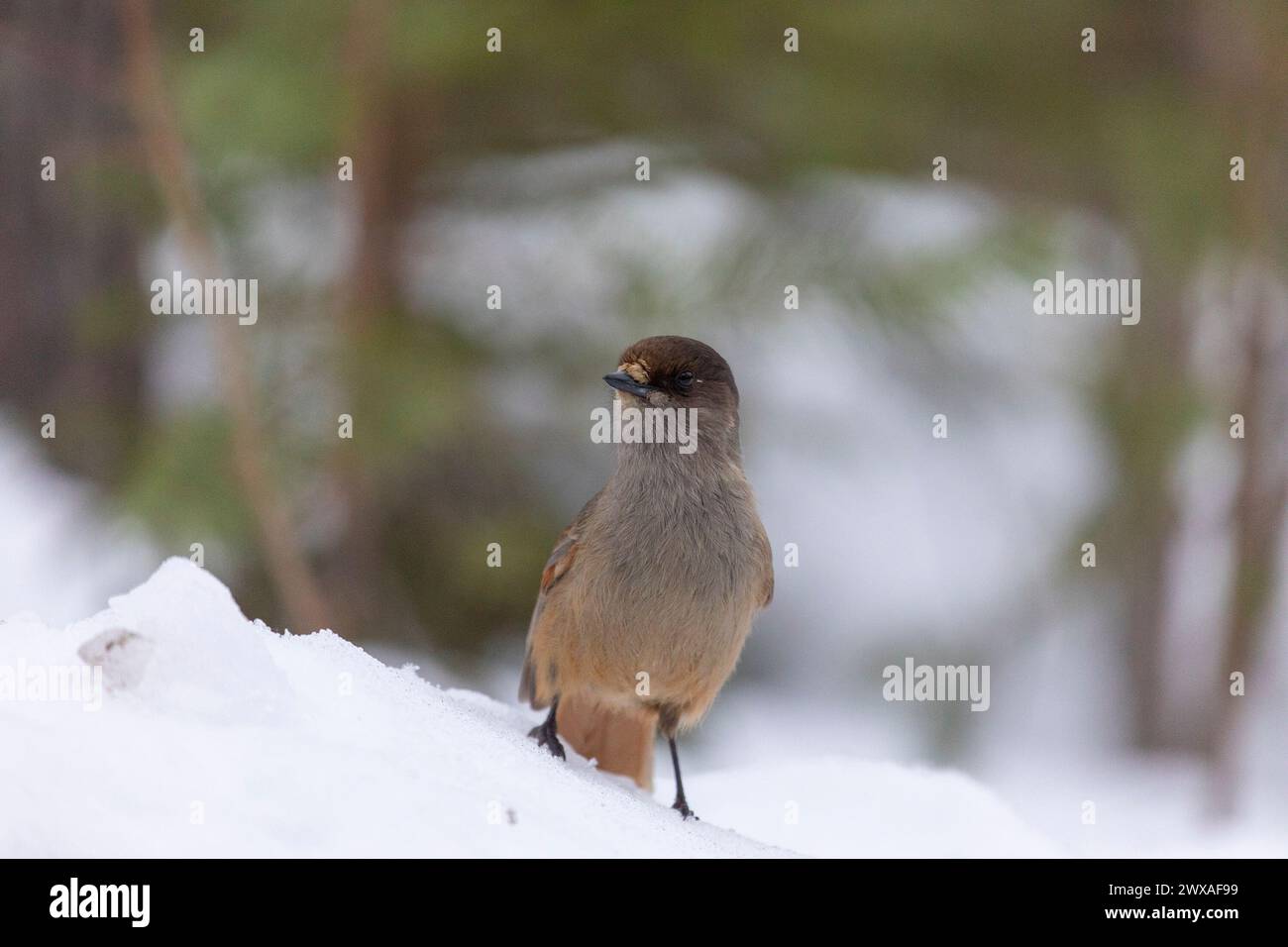 Sibirischer jay sitzt ganz nah auf dem Schnee Stockfoto