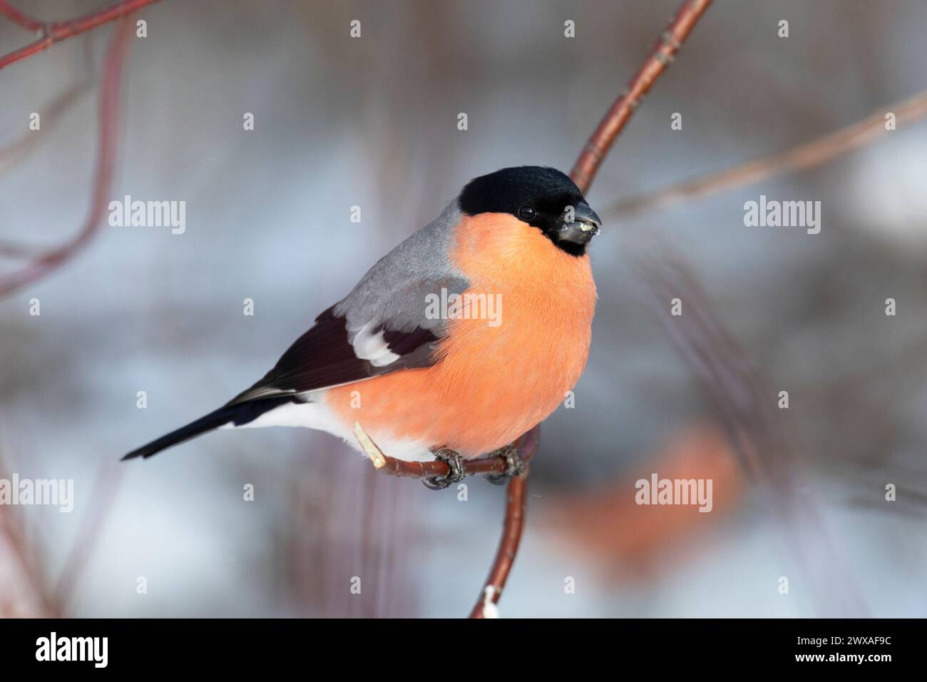 Männlicher Bullfinch sitzt auf einem Baum, Nahaufnahme Stockfoto
