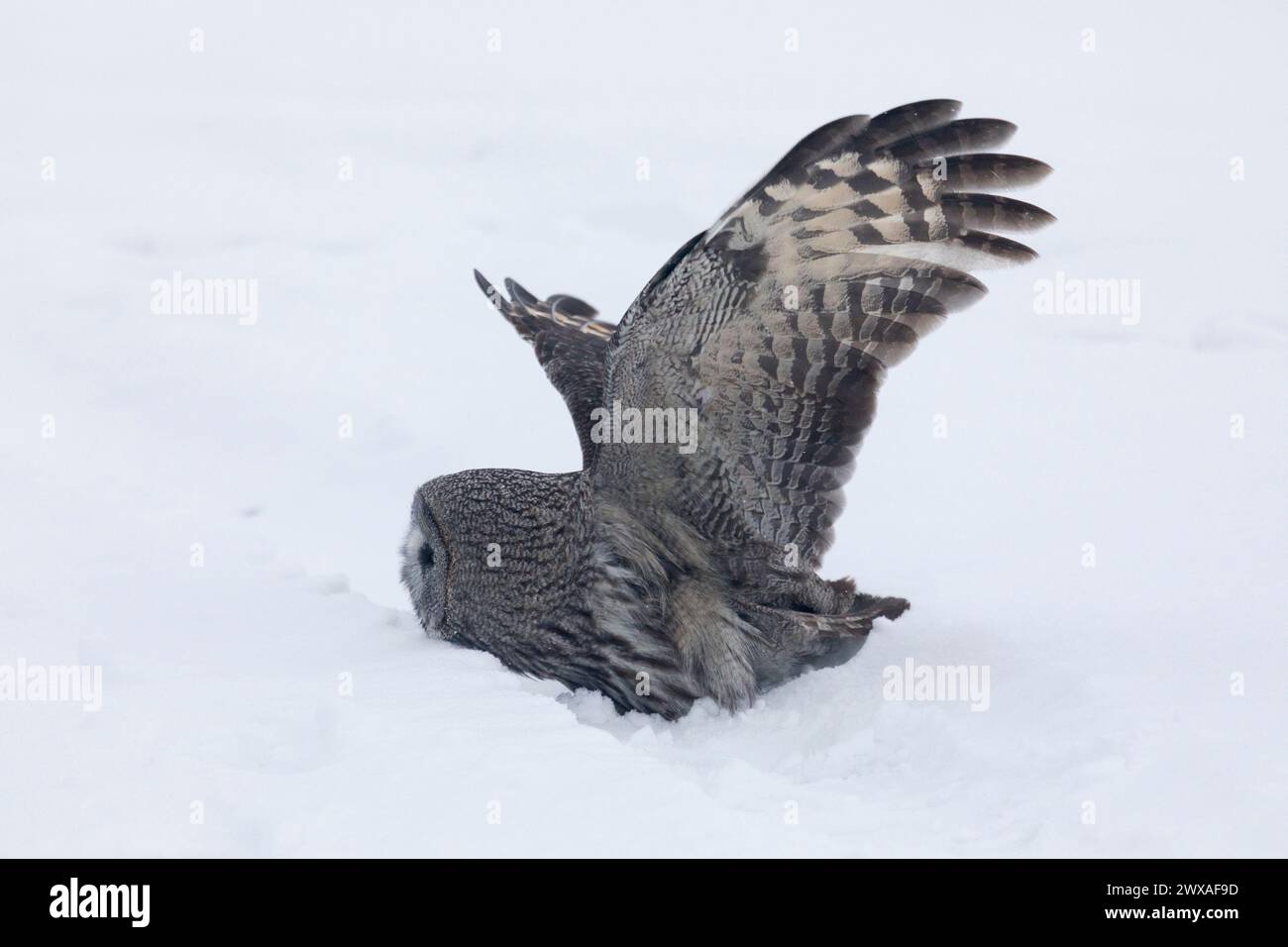 Große graue Eule jagt im Winter eine Maus Stockfoto