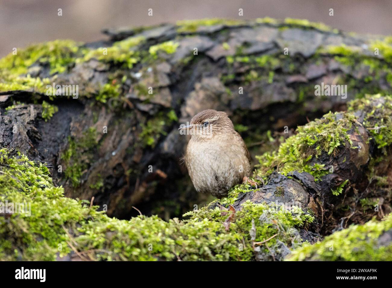 Der Eurasische Zorn sitzt ganz nah auf einem alten Stumpf Stockfoto