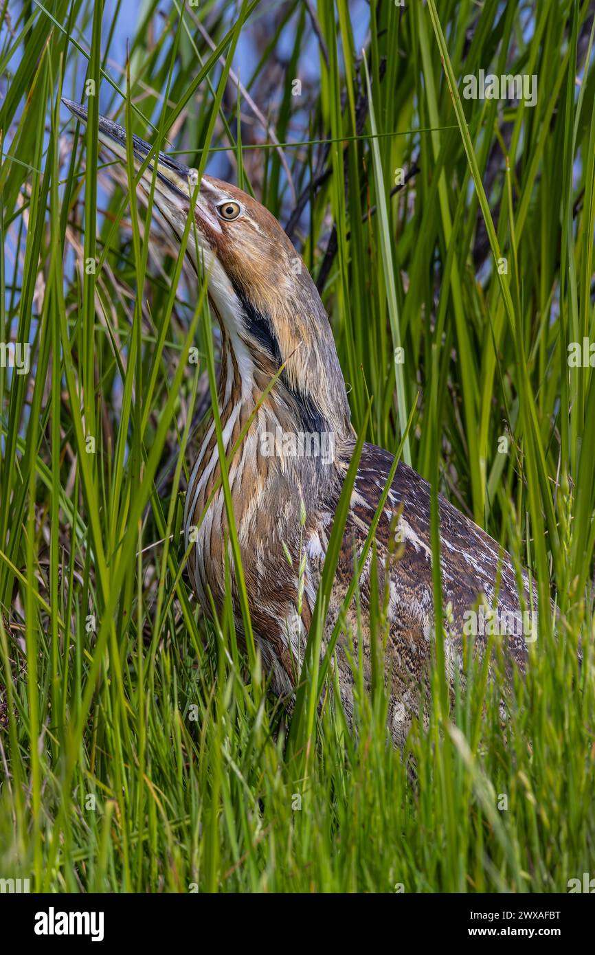 Im Merced National Wildlife Refuge im Central Valley von Kalifornien, USA, versteckt sich eine amerikanische Bitterdommel (Botaurus lentiginosus) in hohem Gras Stockfoto