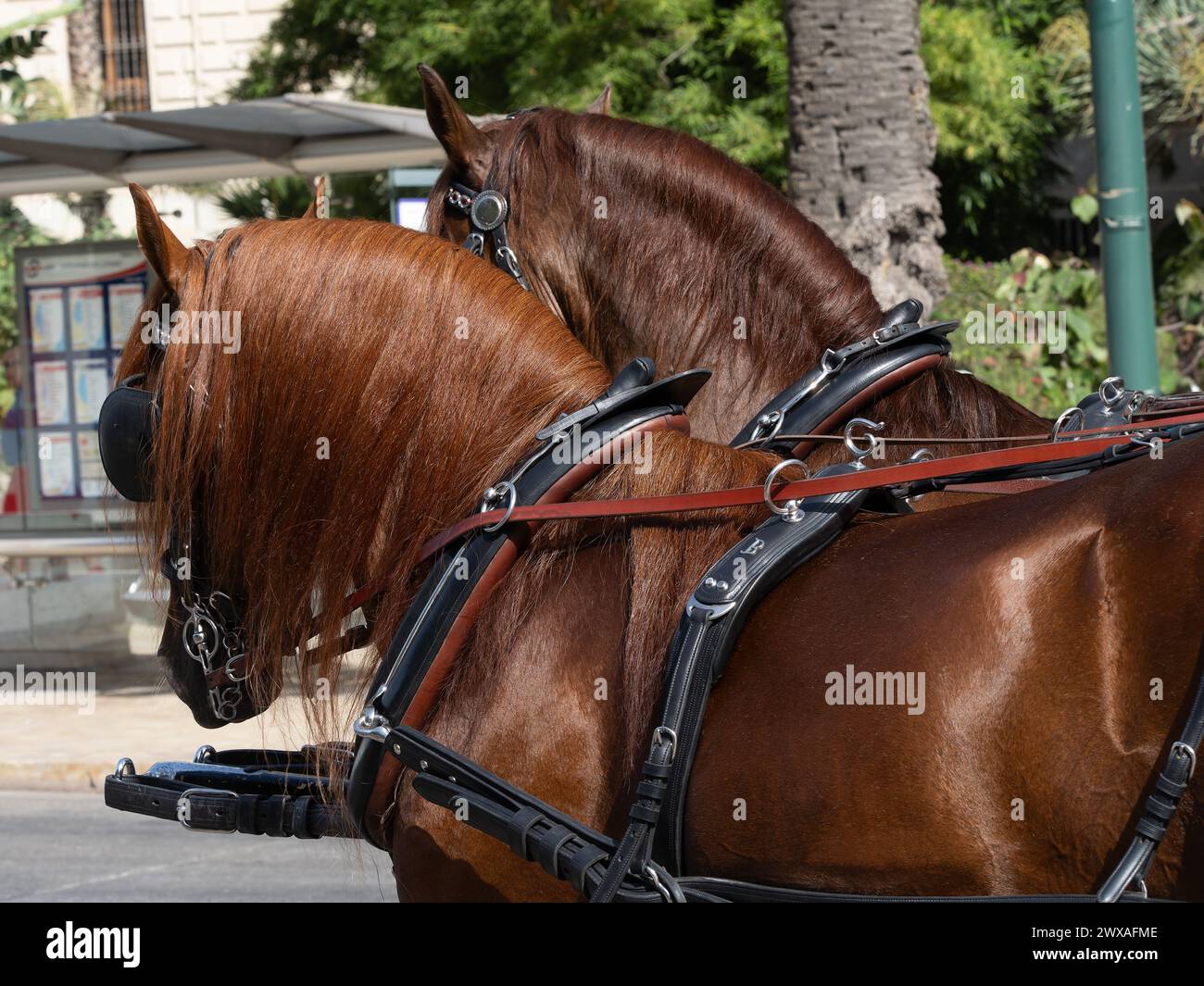 Pferde mit Sattlerdetails für Kutschenpferde auf der Messe Málaga Stockfoto