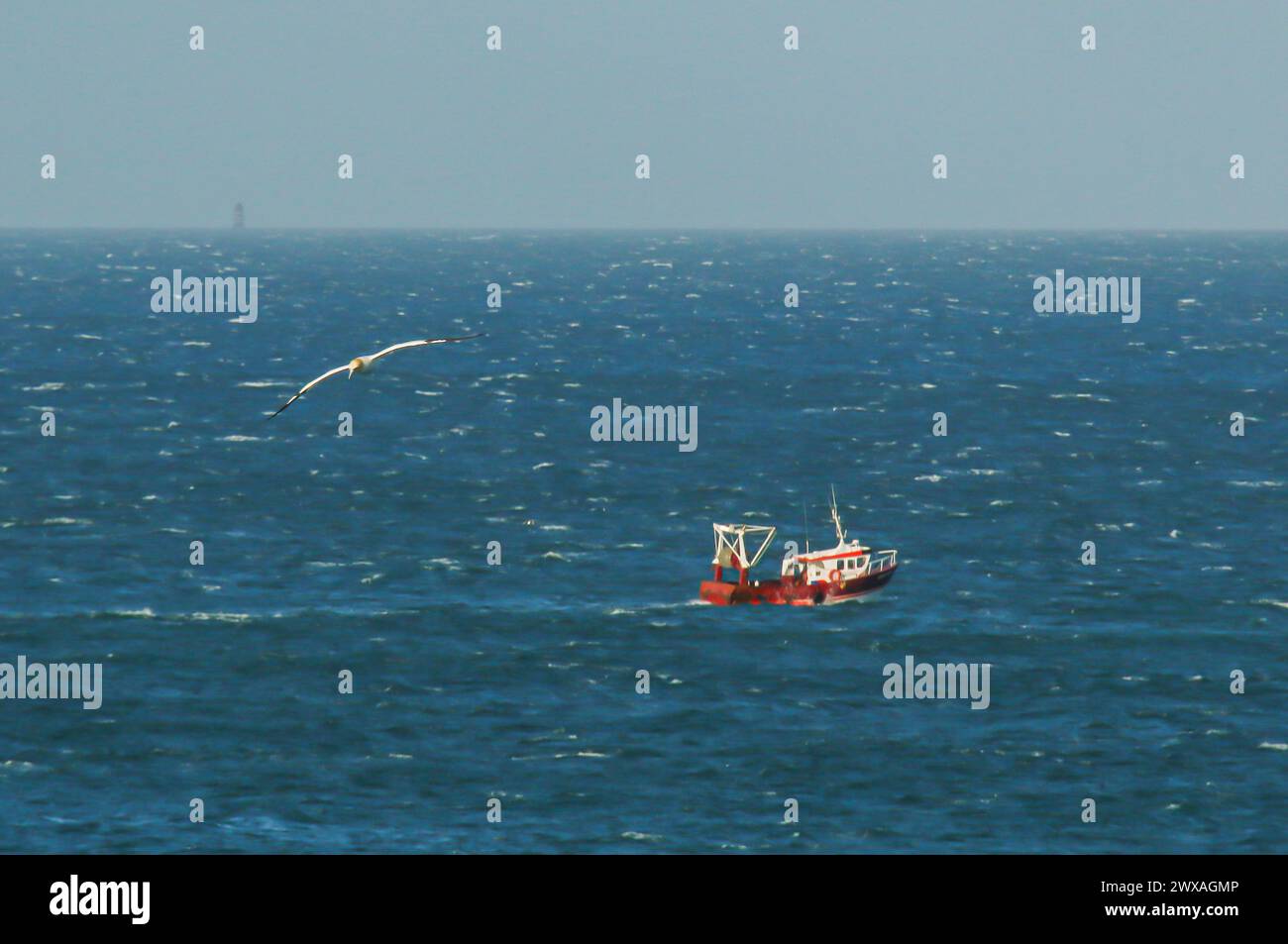 Gannet fliegt über ein windiges Meer und ein Fischerboot in der nördlichen Bretagne, Frankreich Stockfoto