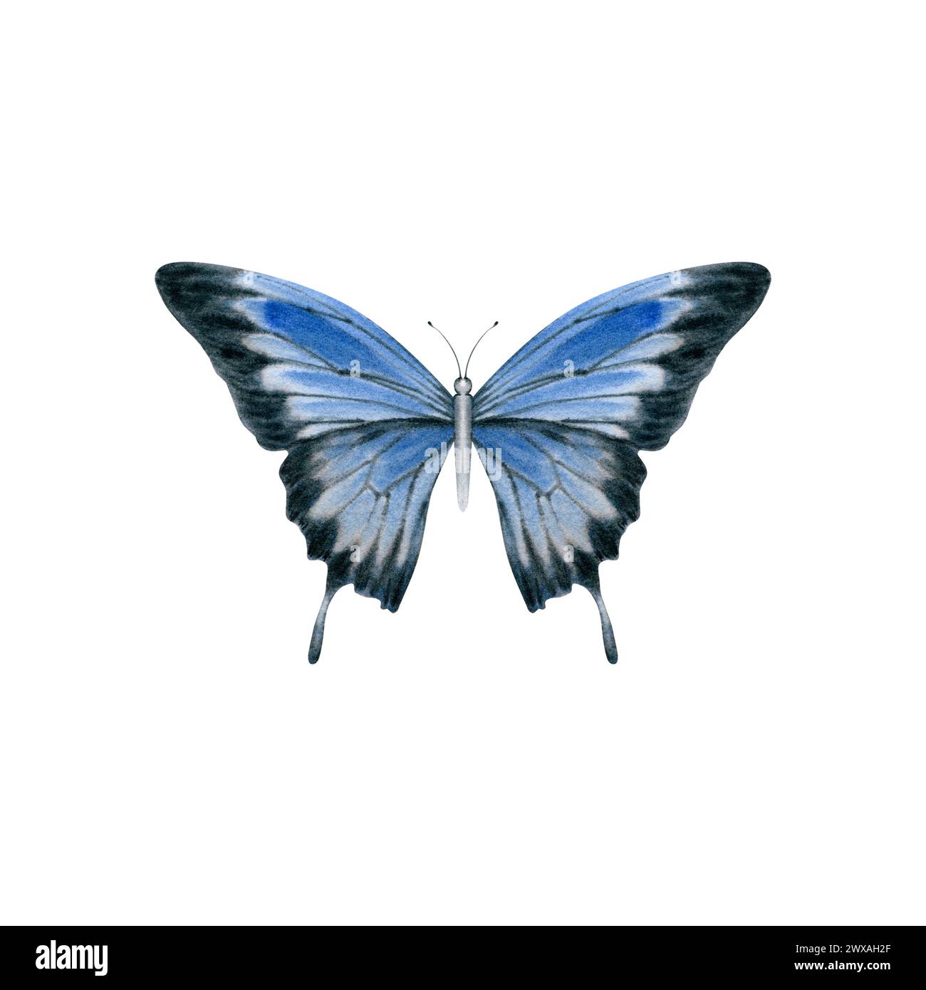 Eleganter, realistischer Schmetterling in blauen und schwarzen Farben. Australische Ulysses Schwalbenschwanzmotte. Aquarellabbildung isoliert auf weißem Hintergrund. Hand Stockfoto