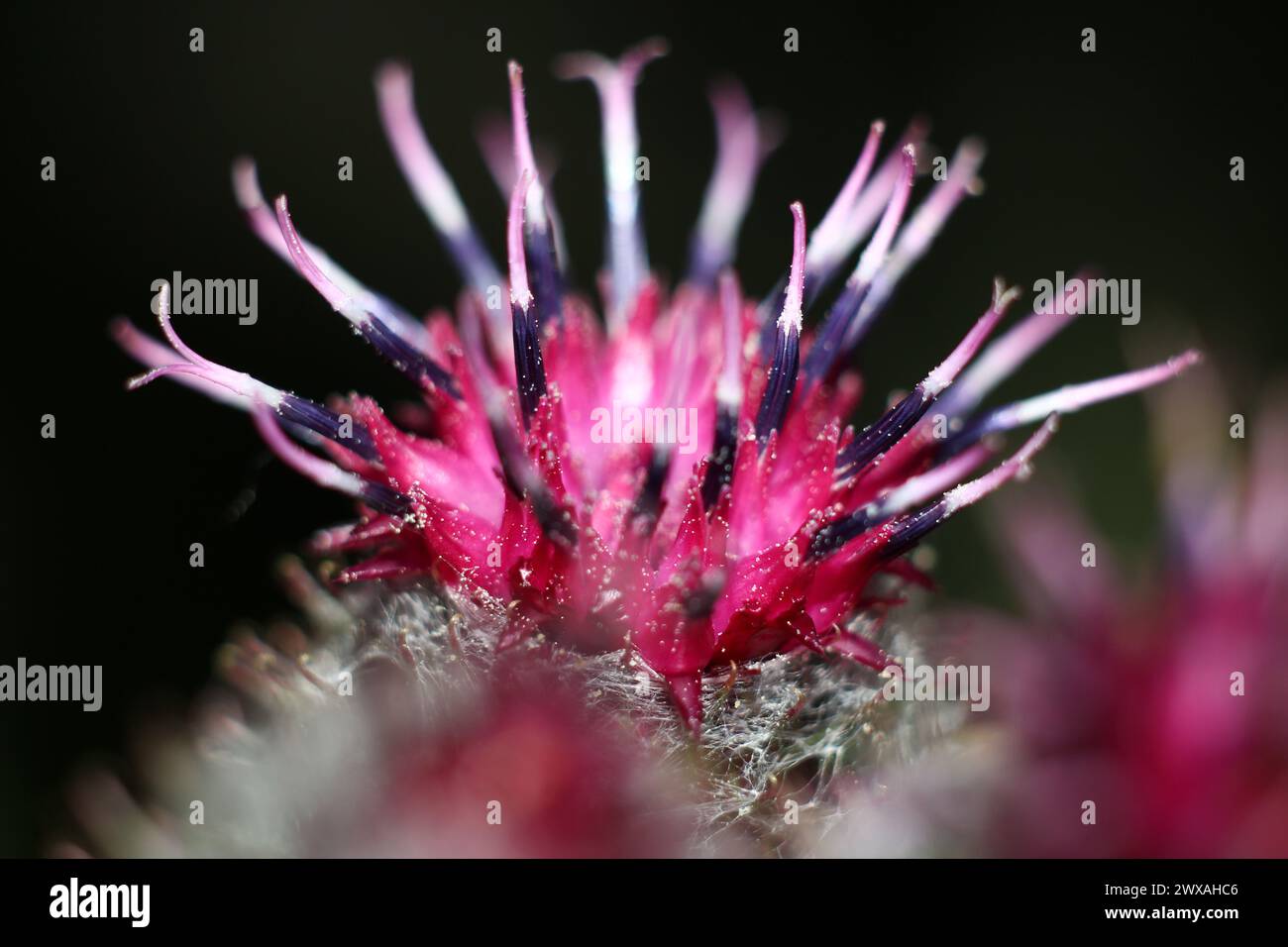 Infloreszenzen des Makros der Wollklette (Arctium tomentosum) Stockfoto